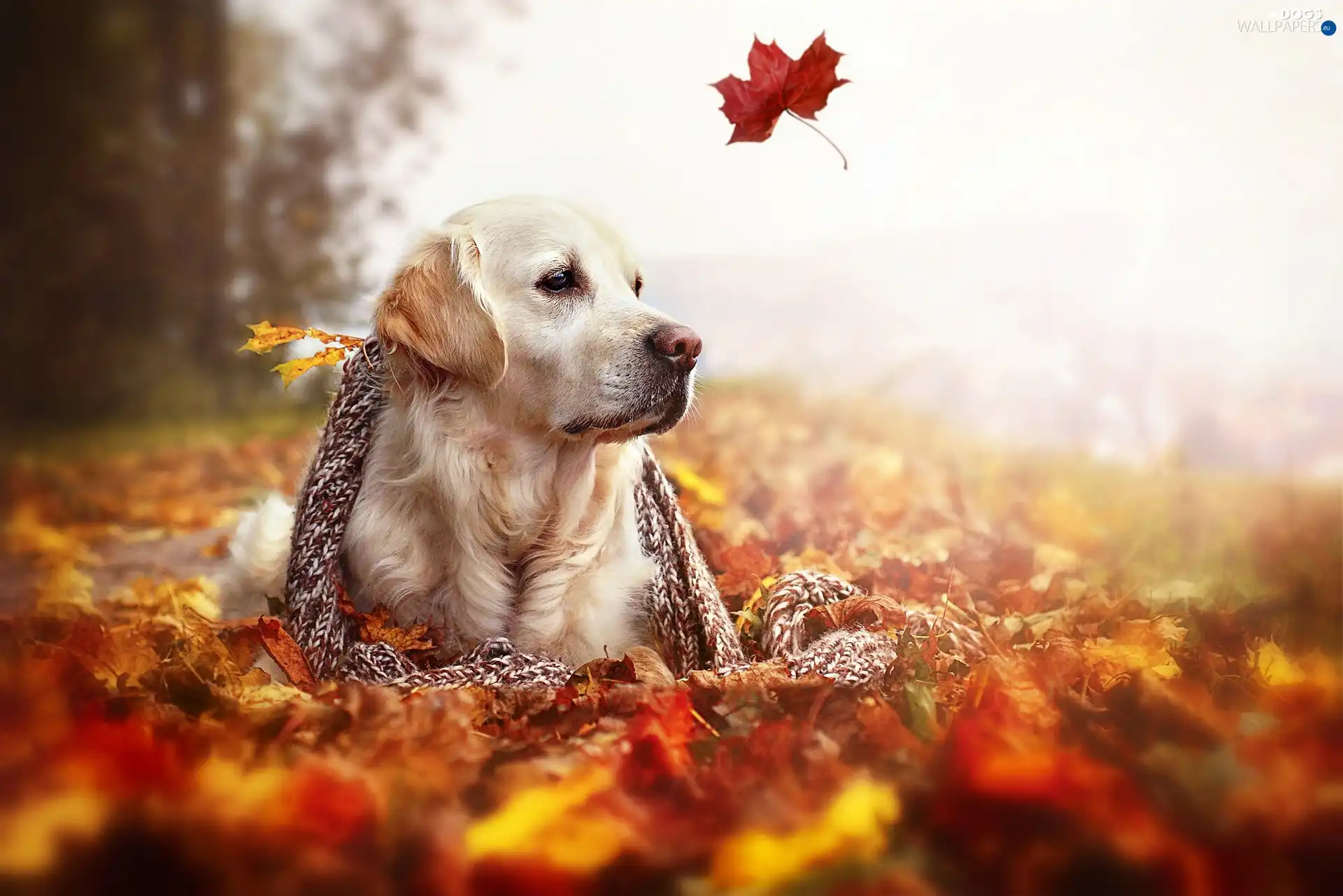 autumn, Leaf, dog, Golden Retriever, shawl