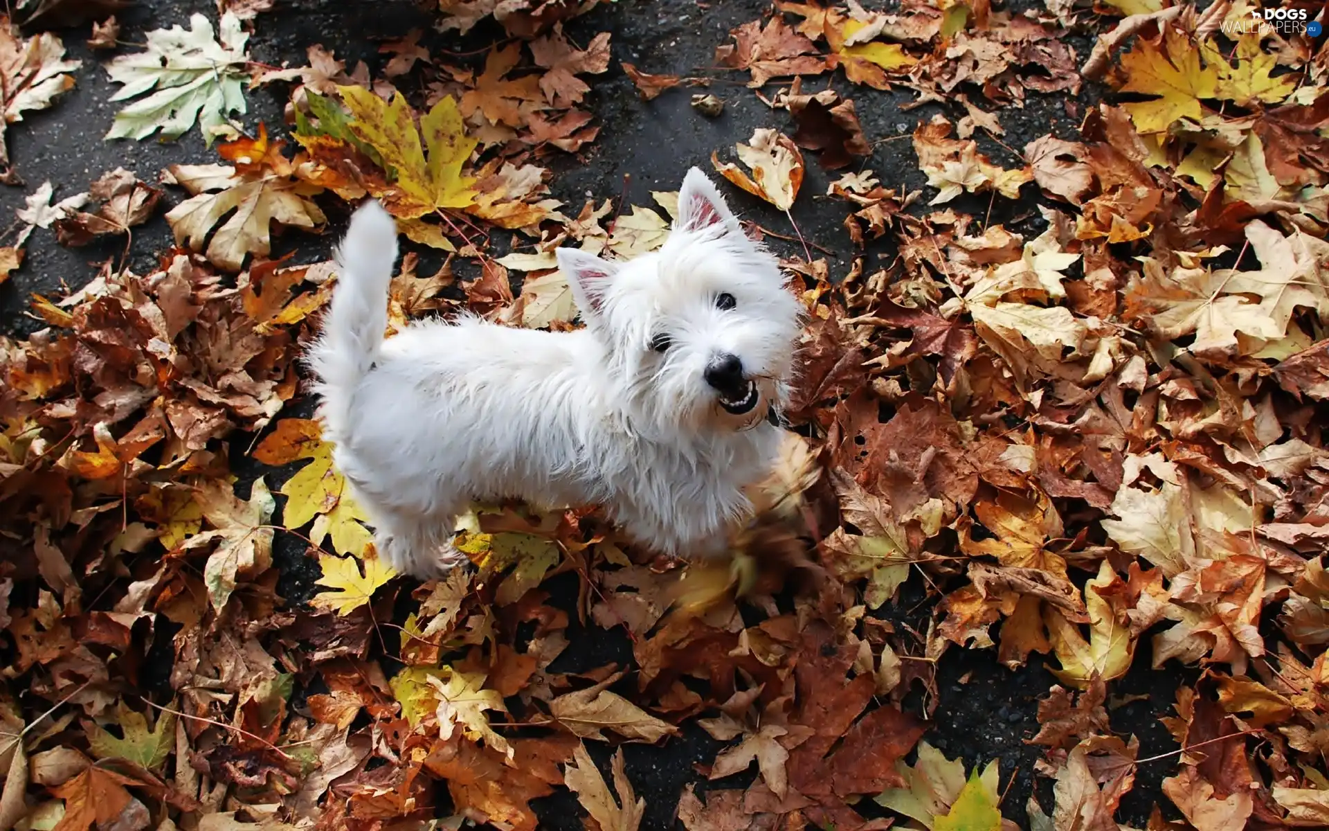 doggy, West Highland White Terrier, White