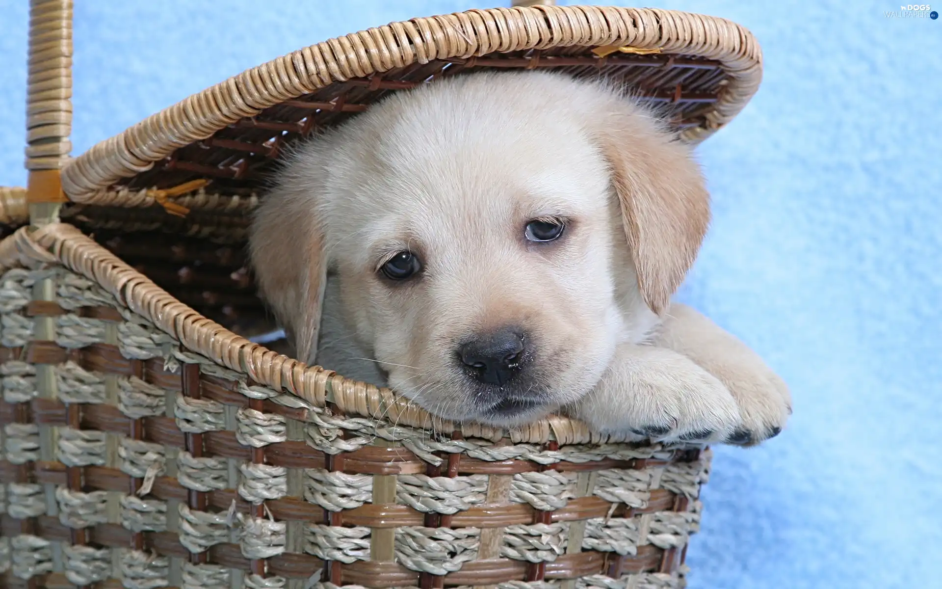 basket, Puppy