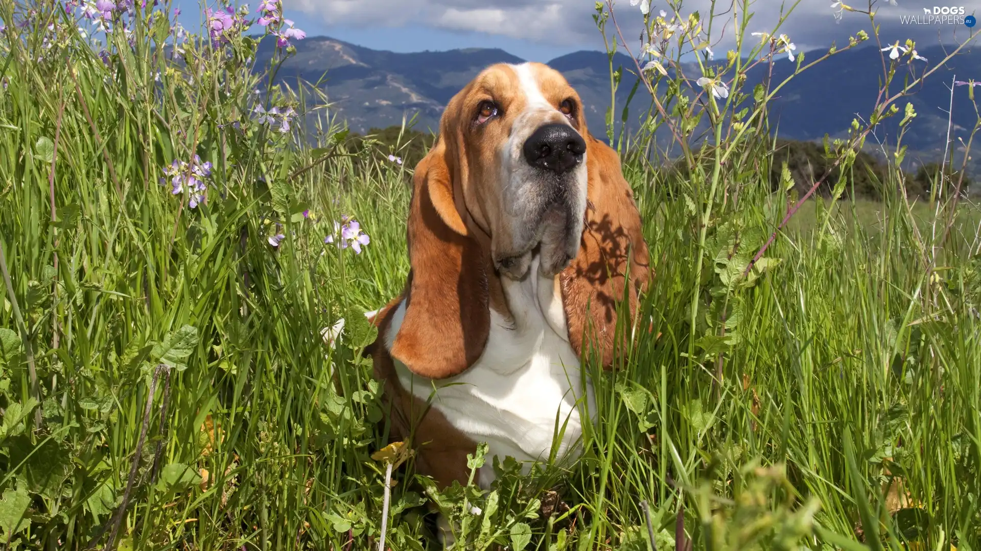 Meadow, basset, Mountains