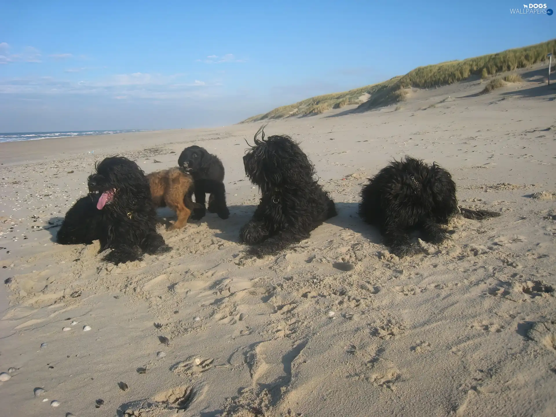 Beaches, French Briard Sheepdogs