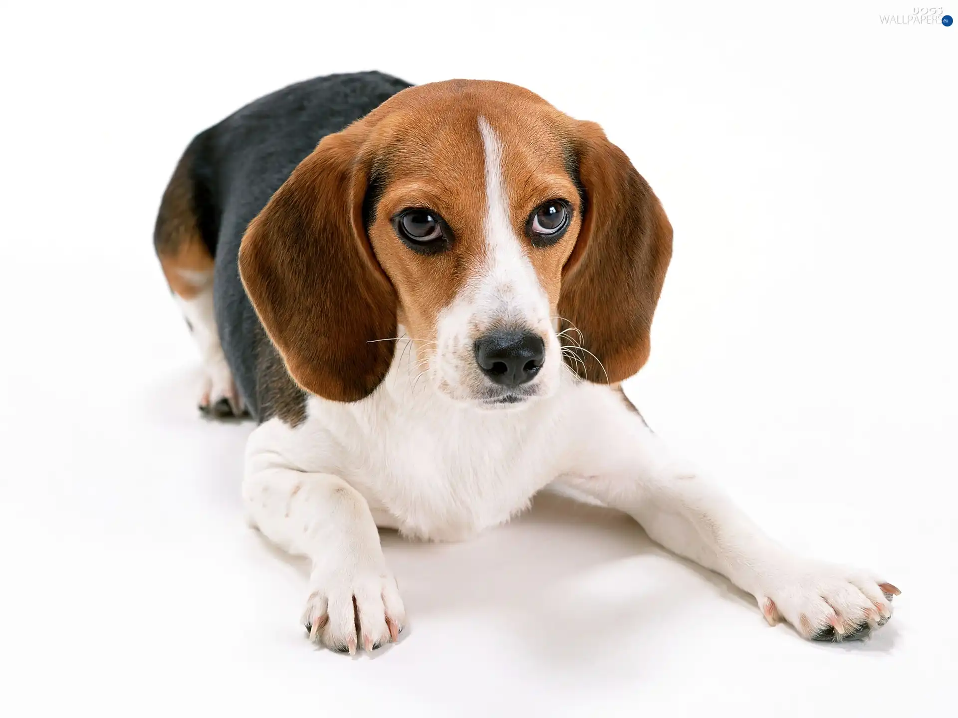 doggy, Beagle, lying