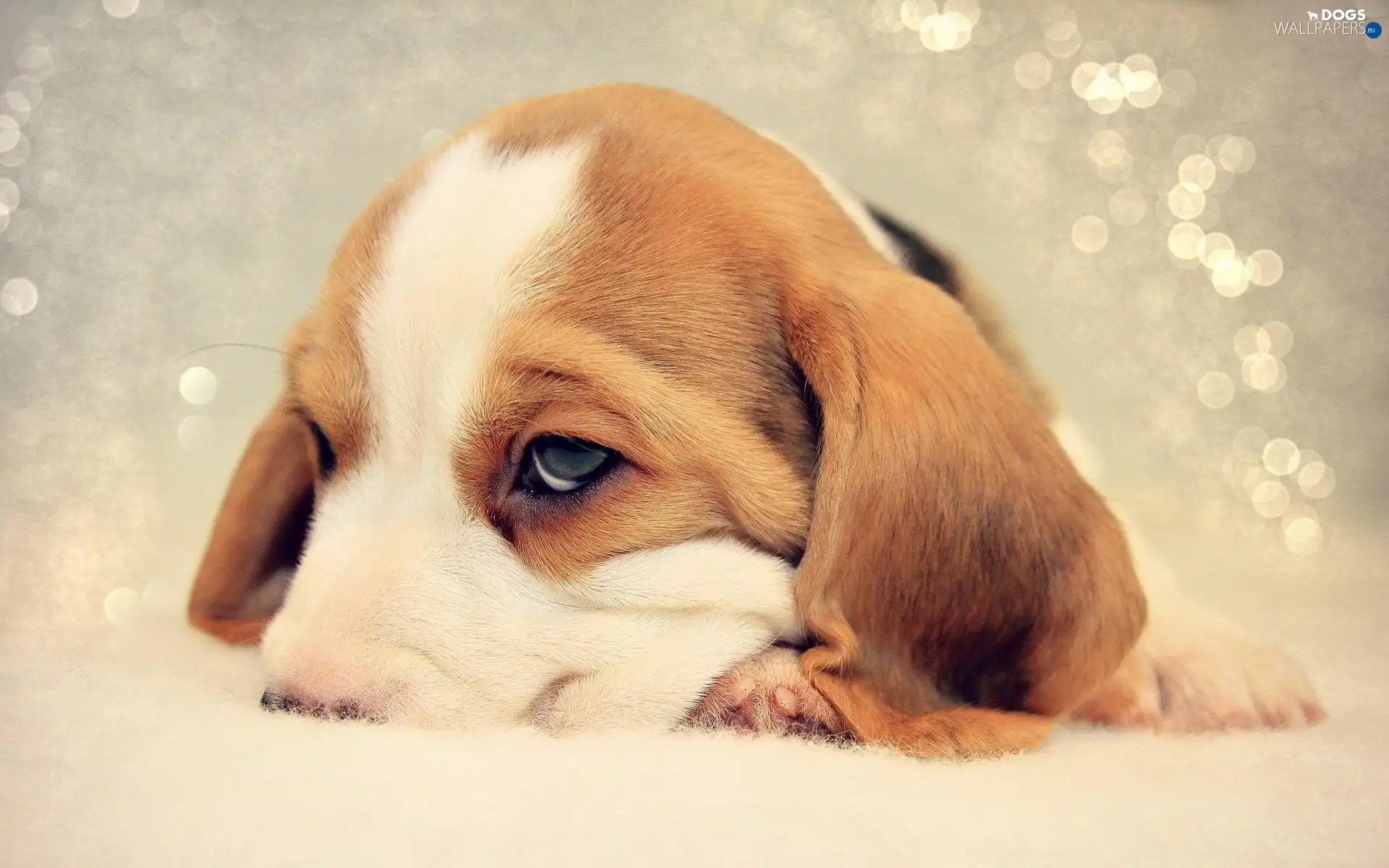 Beagle, puppie