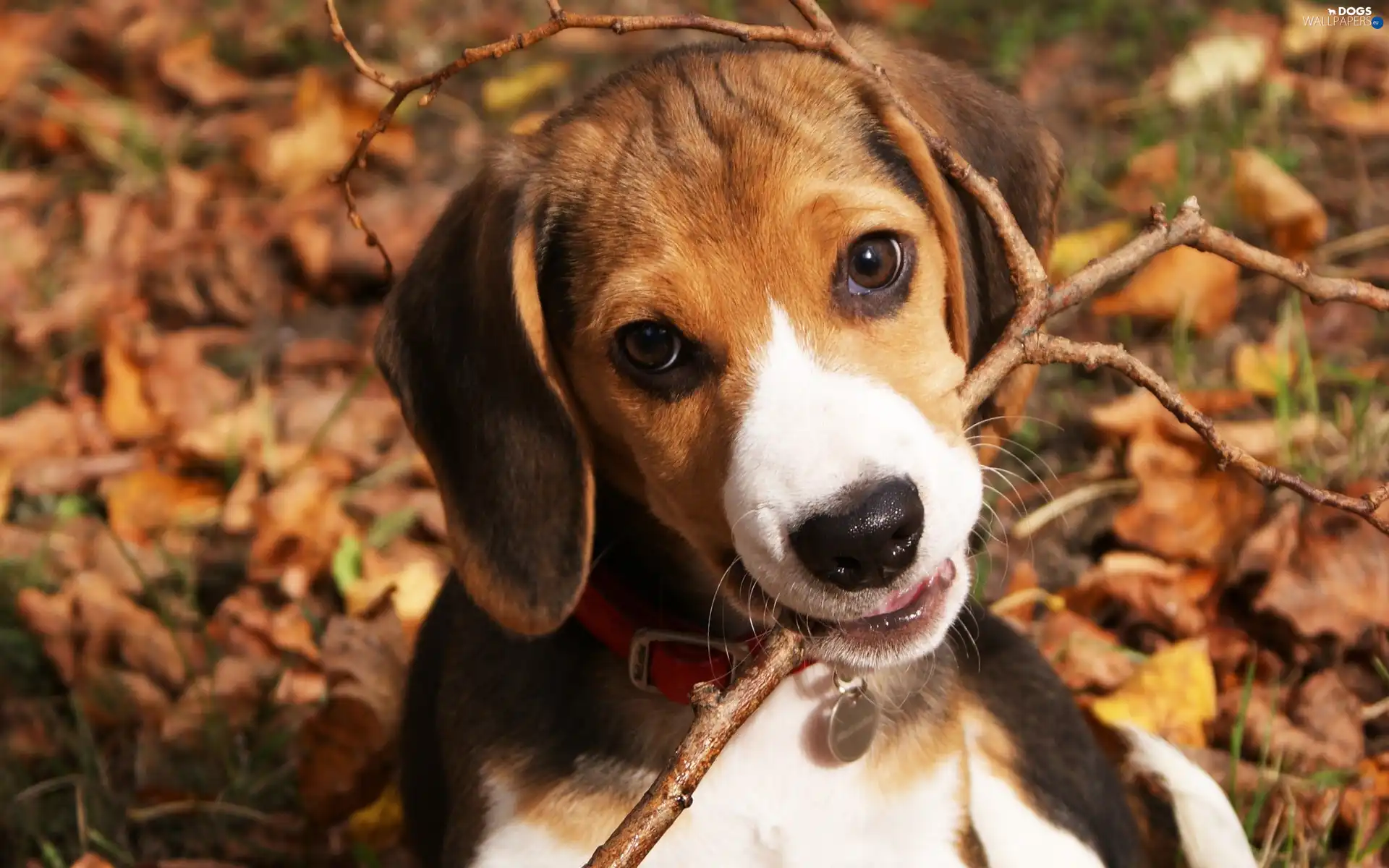 Beagle, stick