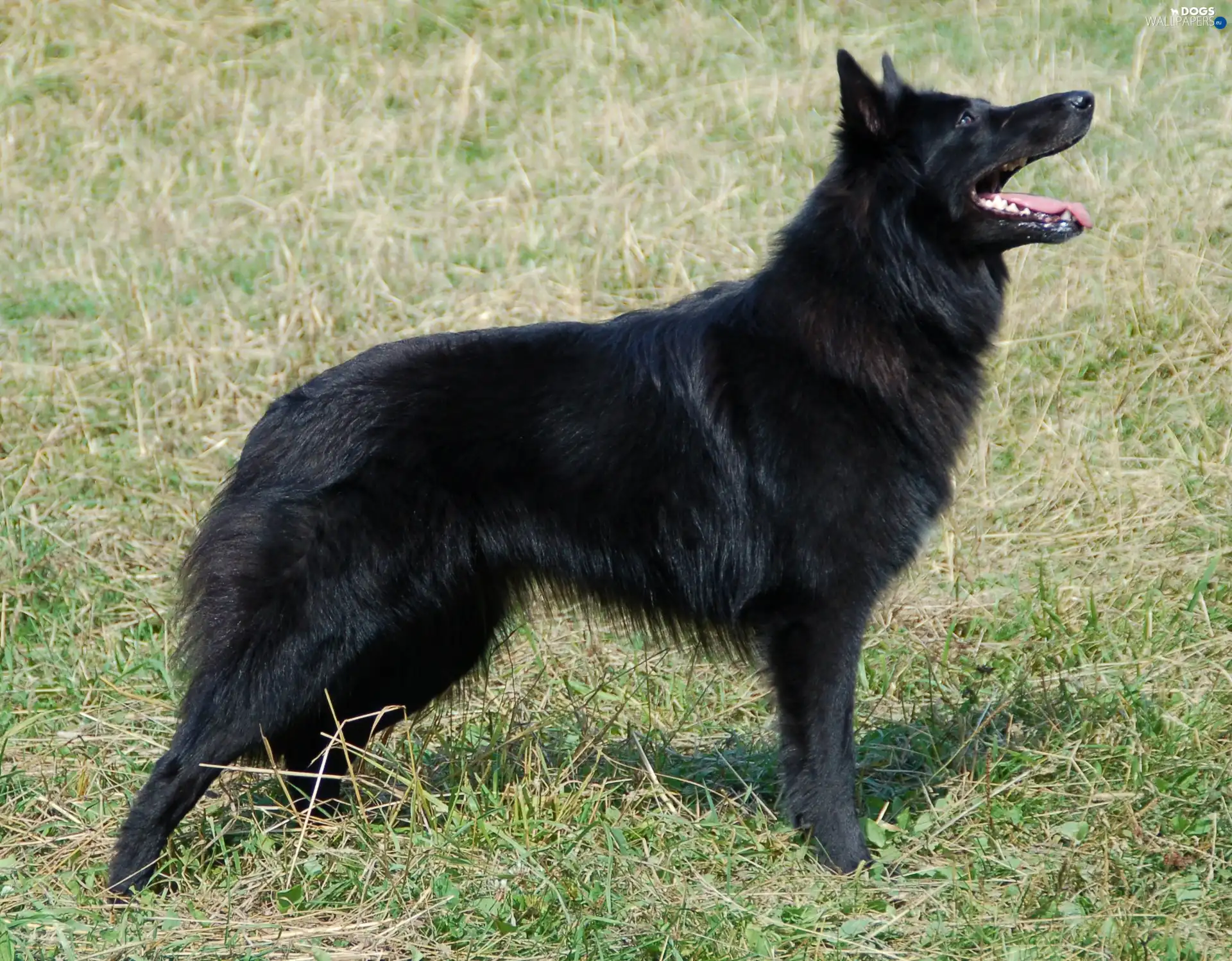 Belgian Shepherd Groenendael, Black