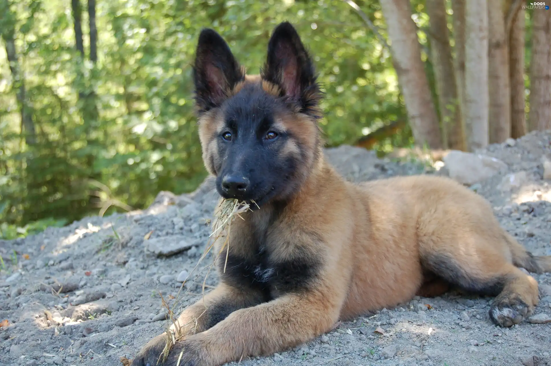 Belgian Shepherd Tervuren, young