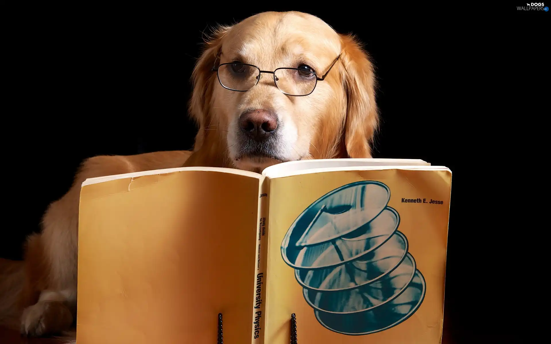Glasses, Book, dog