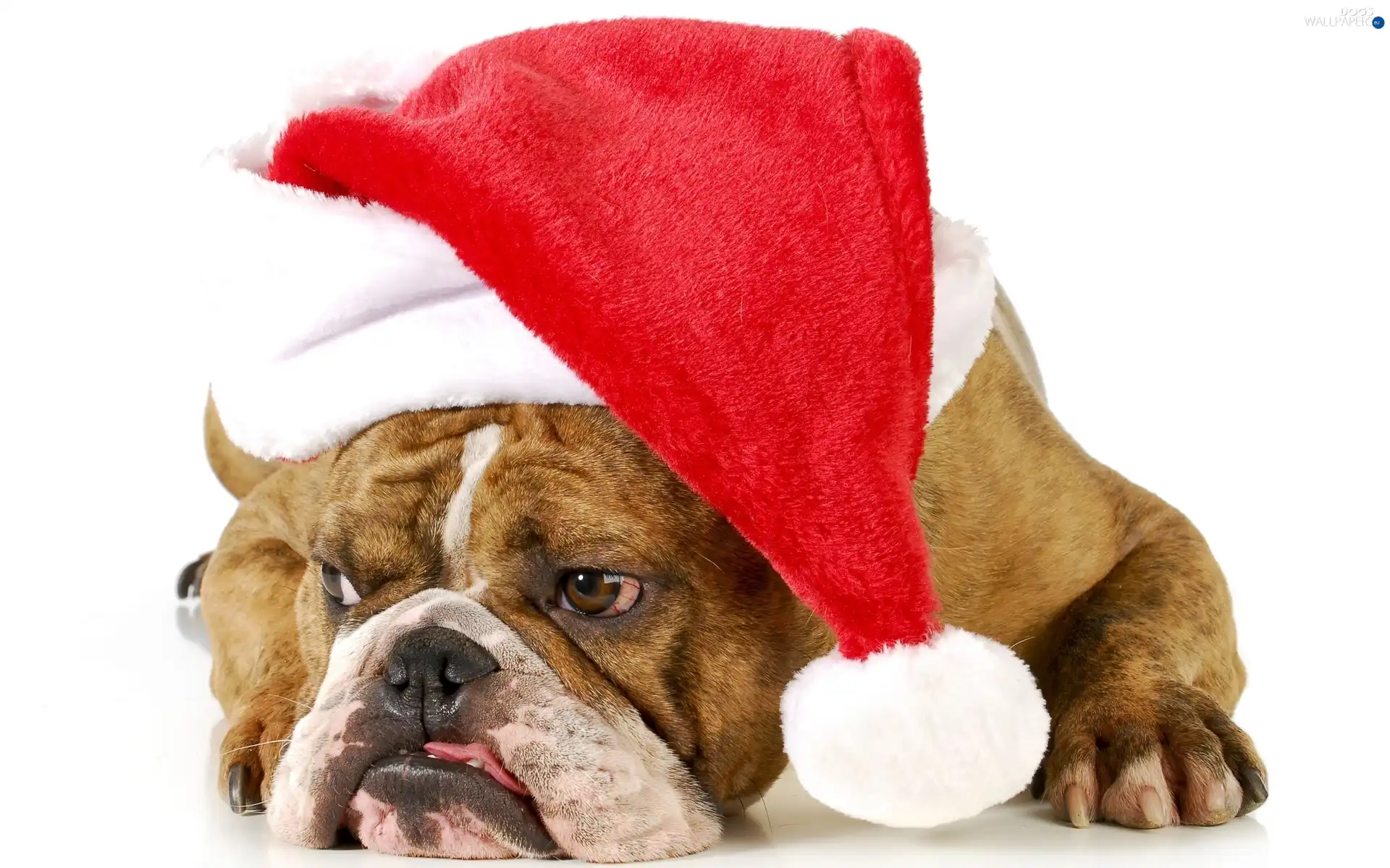 Santa, Buldog, dog
