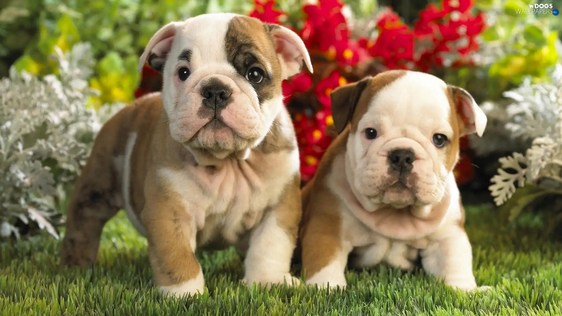 Bulldog, Puppies