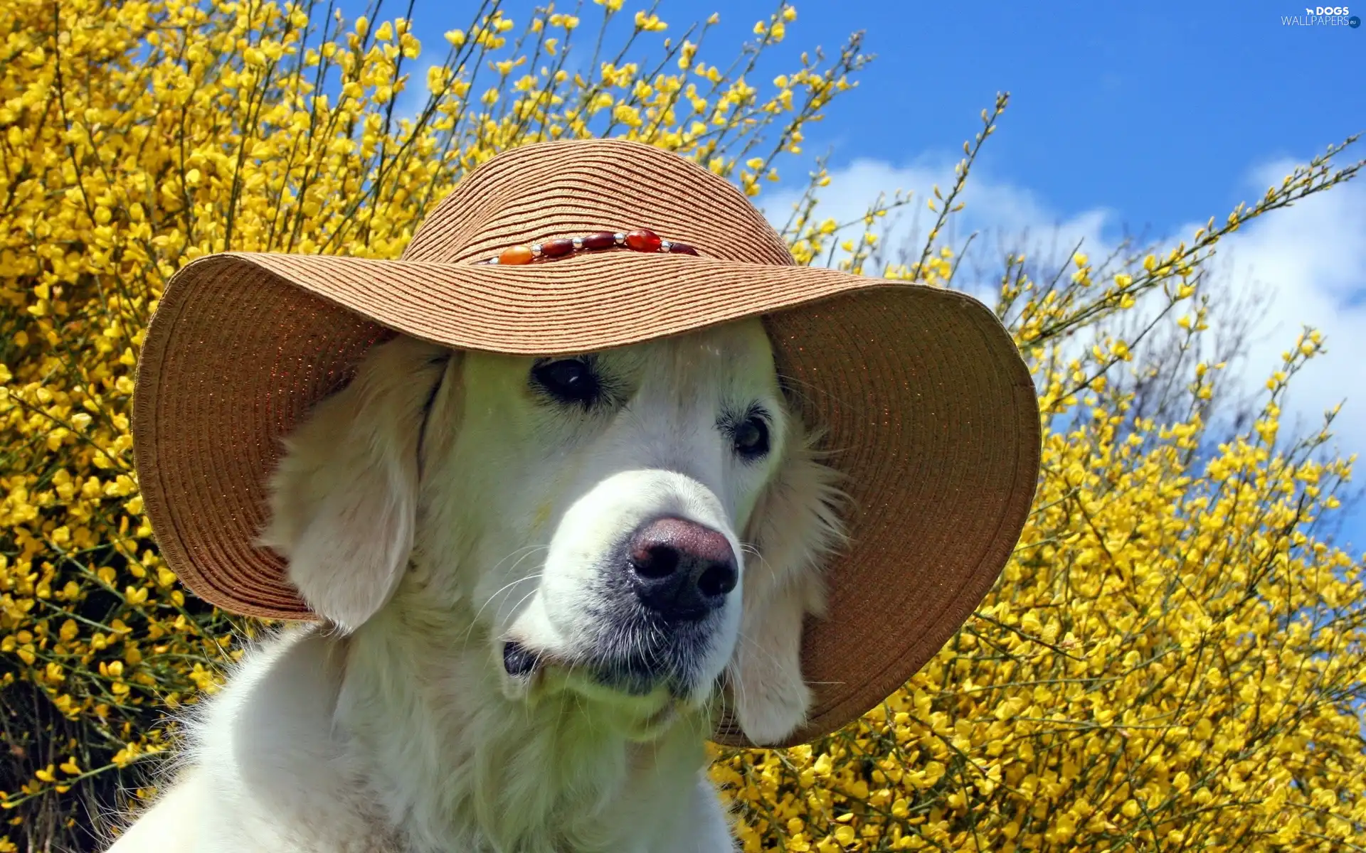 Bush, Yellow, dog, Hat