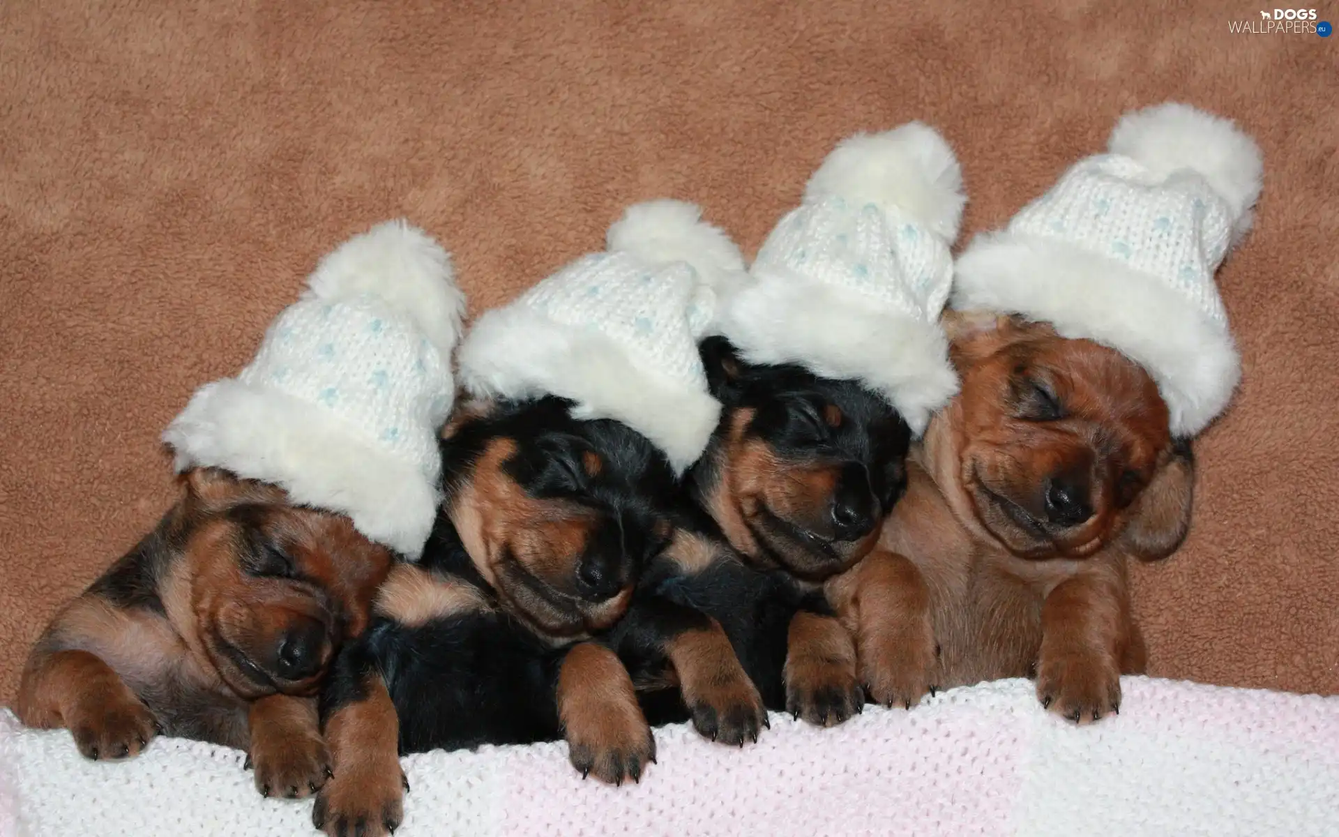 caps, puppies, four, sweet