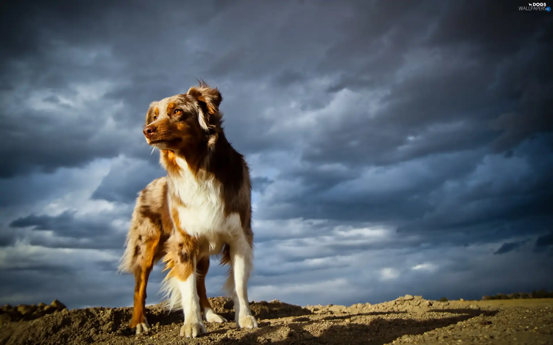 storm, clouds, dog