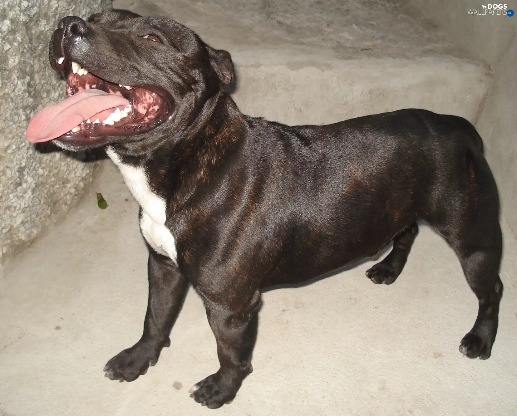 coat, chocolate, mouth, Staffordshire Bull Terrier
