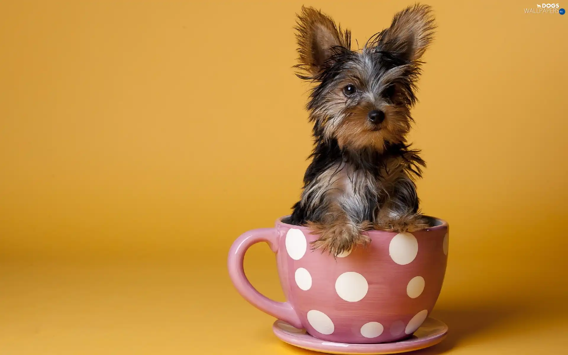doggy, cup, small