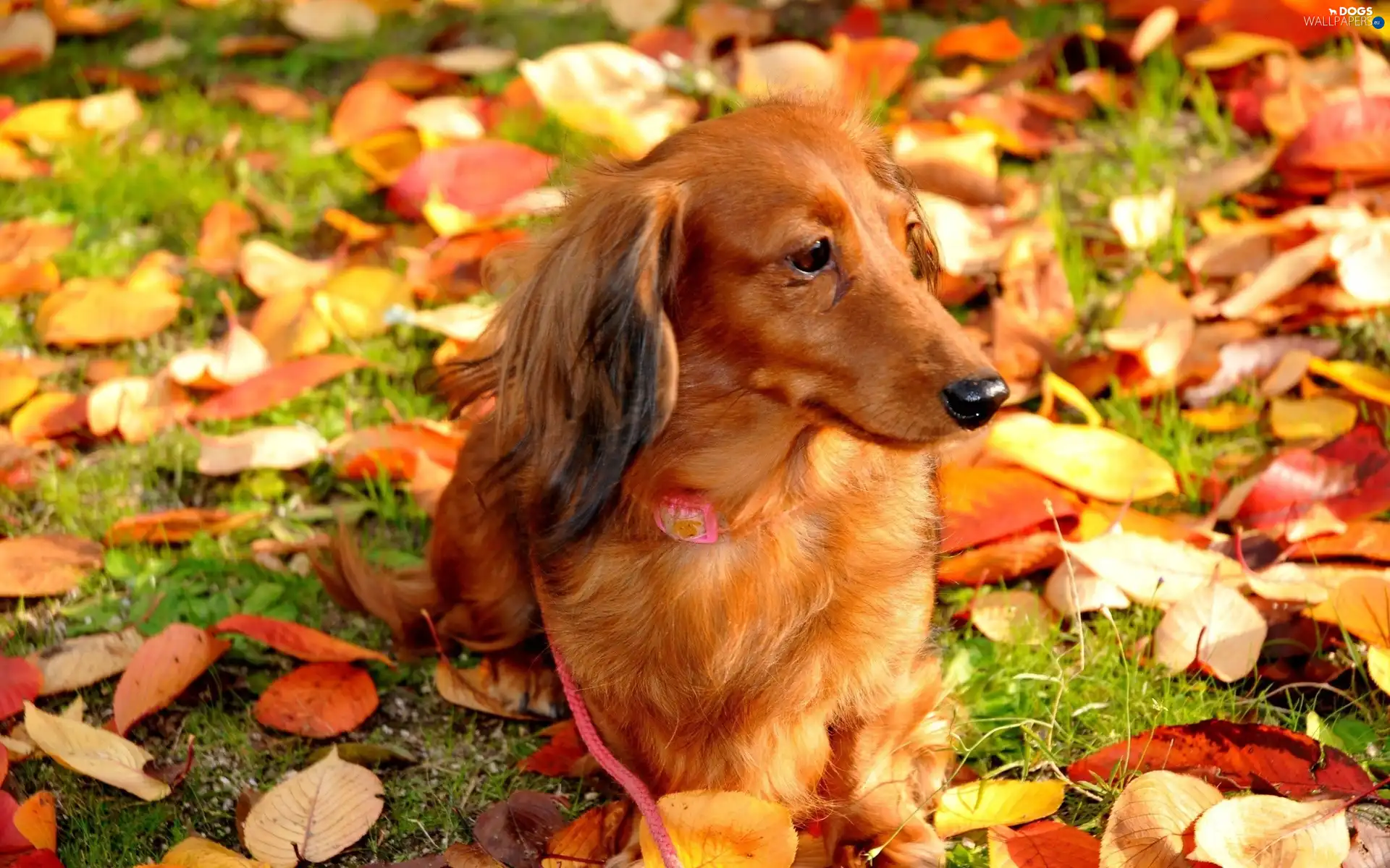 dachshund, dog, autumn, Leaf