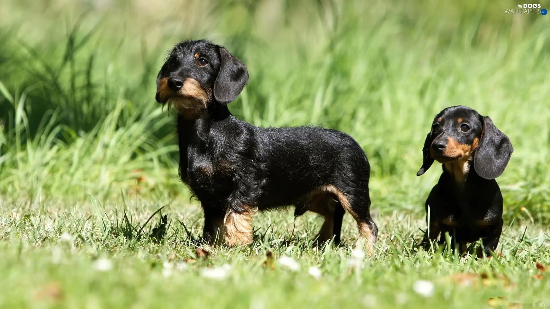 dachshunds, Black, Meadow, Two cars
