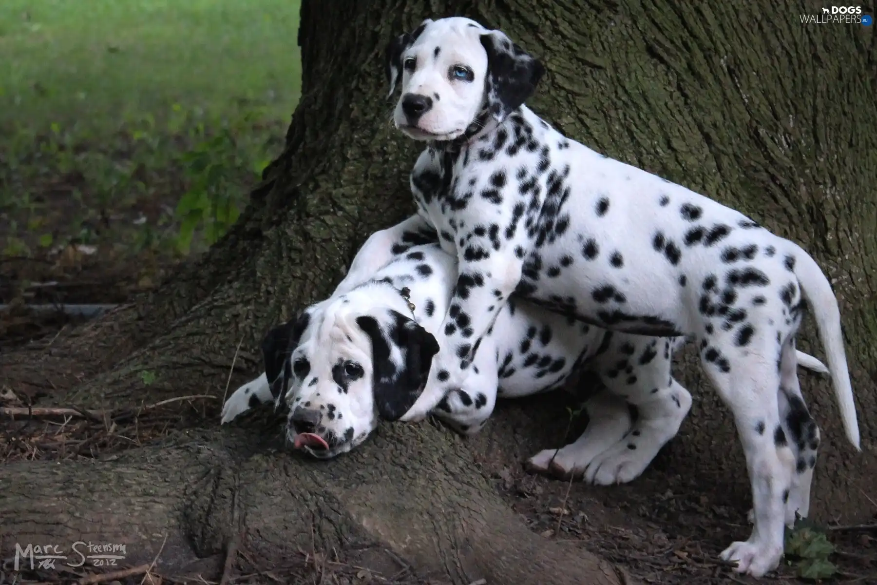 Dalmatians, trees, Two cars