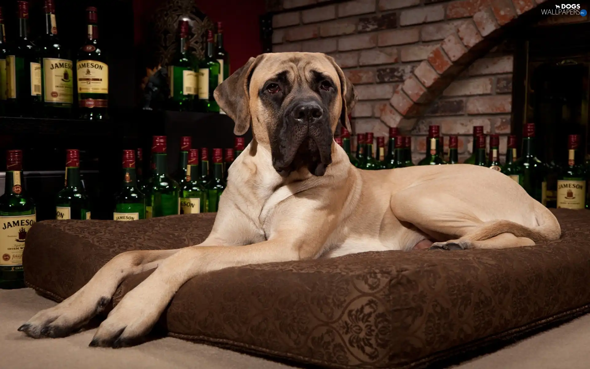 Dog, cushion, Bottles, Whisky
