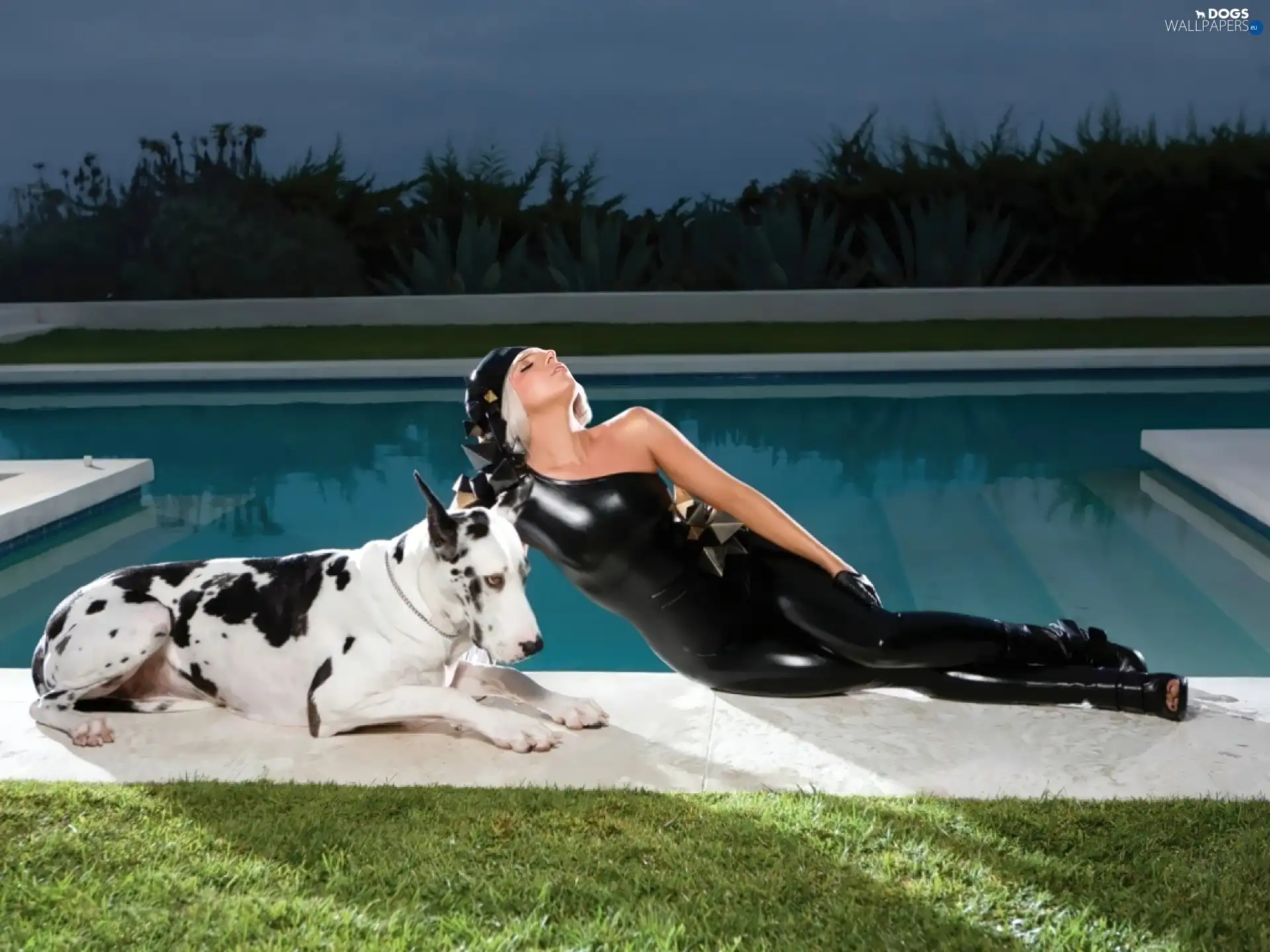 Dog, dog, Lady, Pool, Gaga