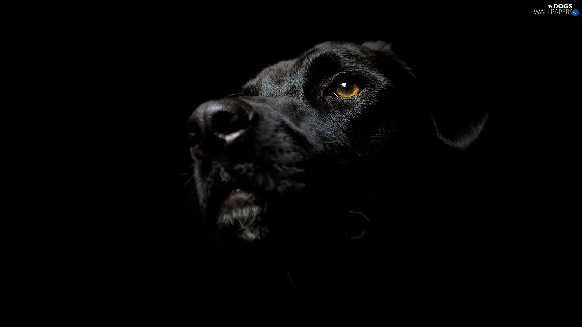 dog, Labrador Retriever, Black
