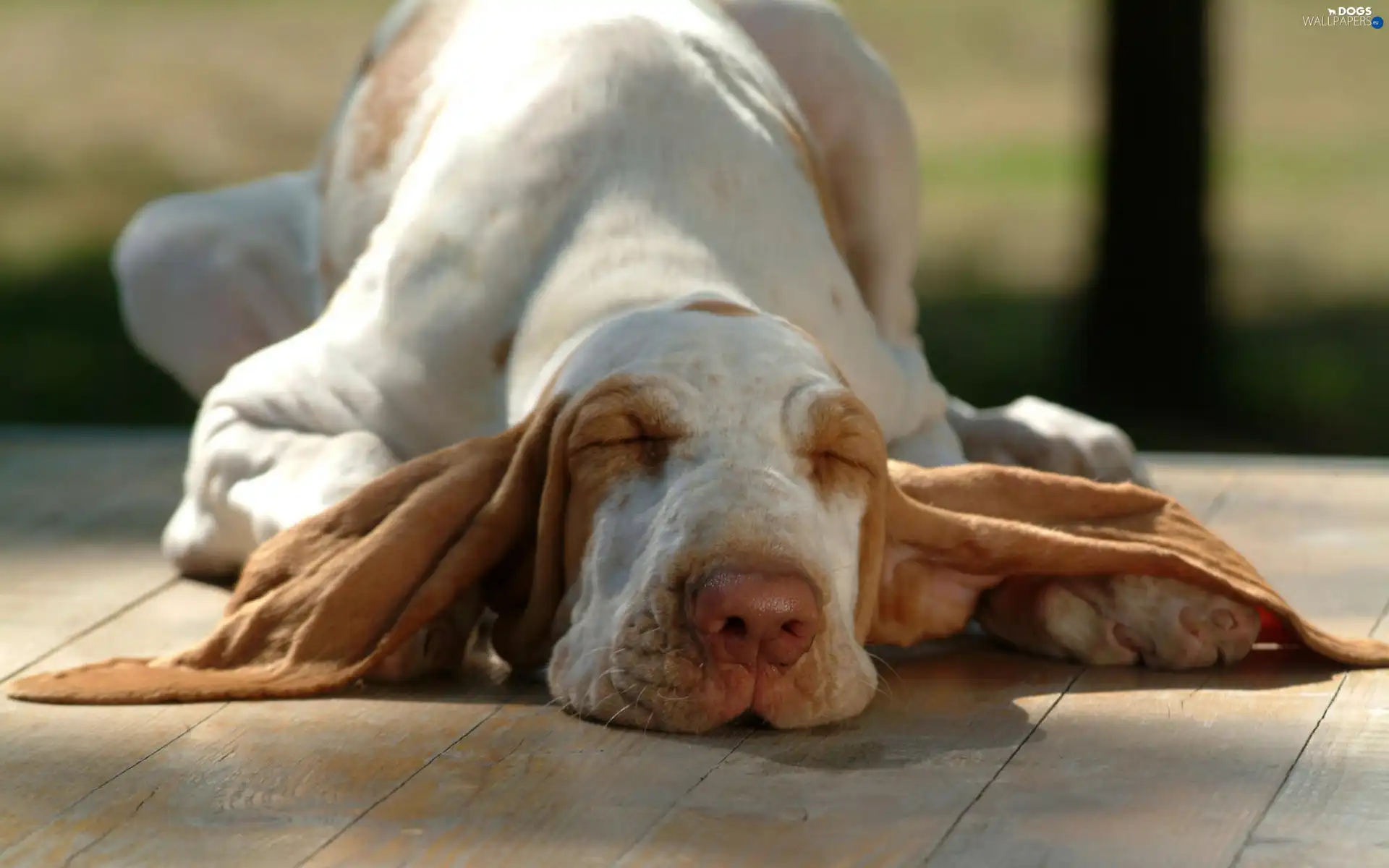 sleepyhead, basset, dog