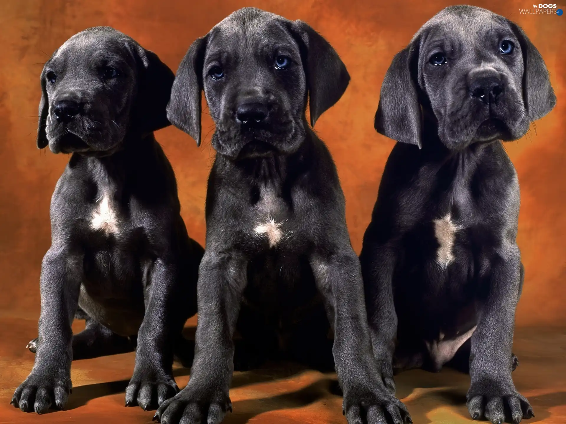 Dog German, puppies, Three, Black