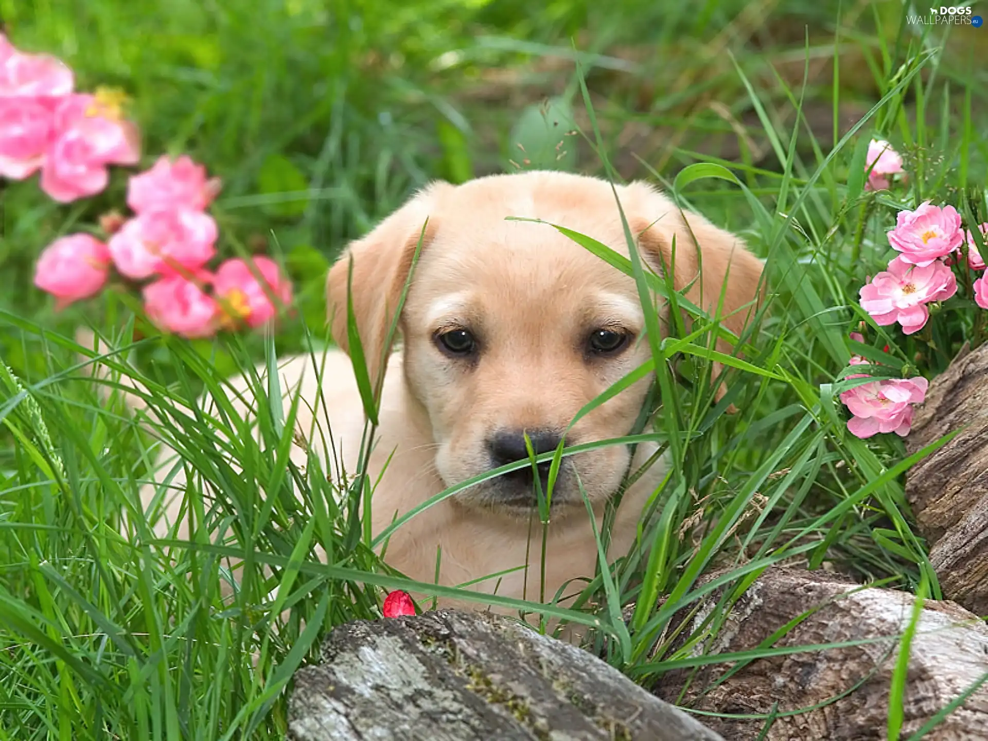 Flowers, doggy, grass
