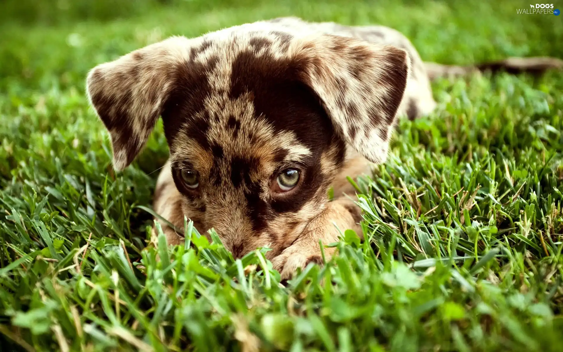 doggy, shy, grass, small
