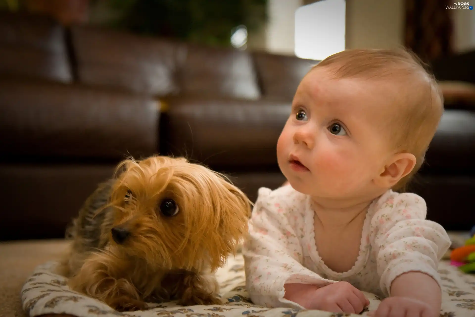 doggy, Yorkshire Terrier, Kid