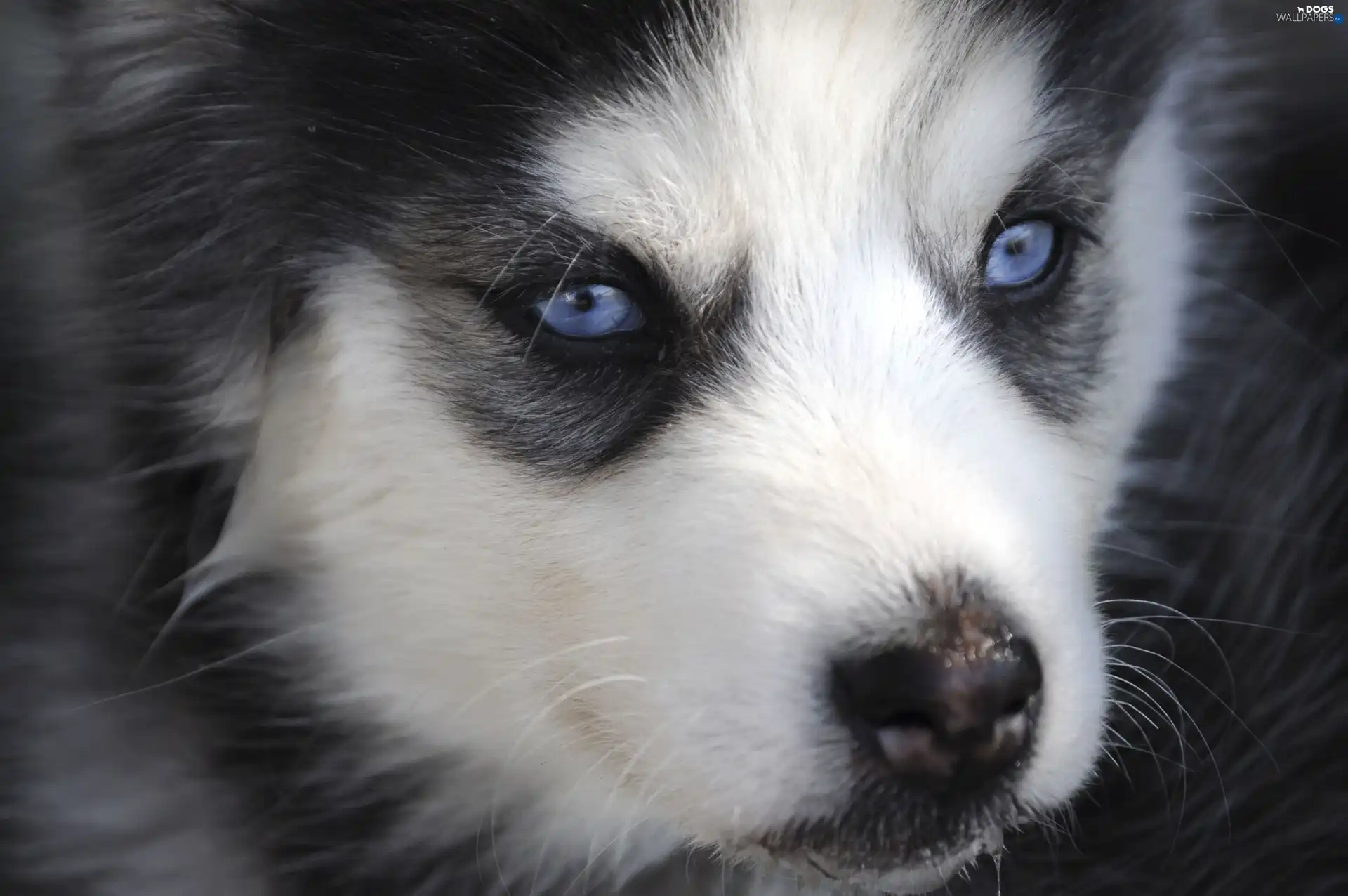 Eyes, Blue, Siberian Husky, Puppy