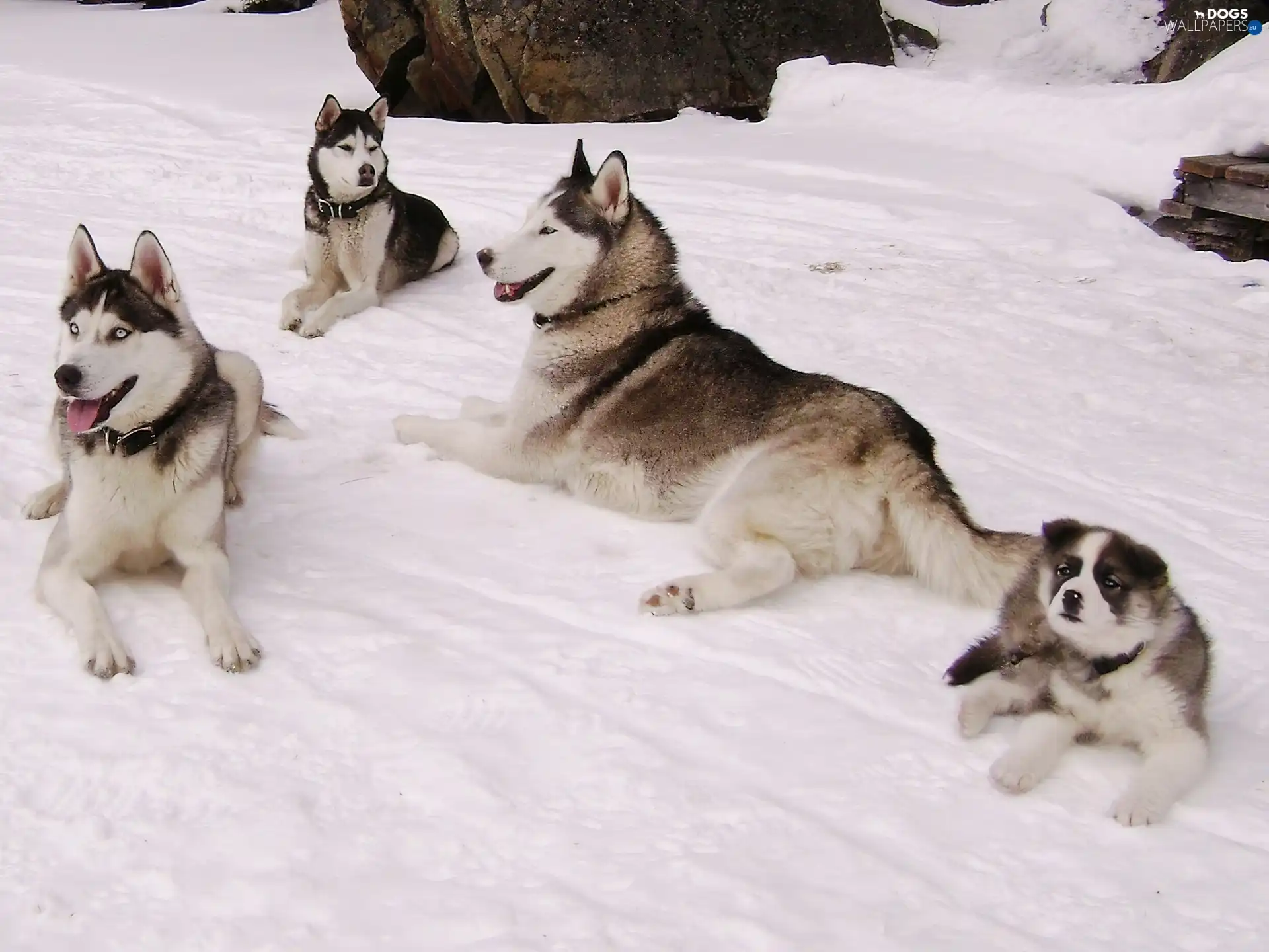 Family, Siberian Husky, Dogs