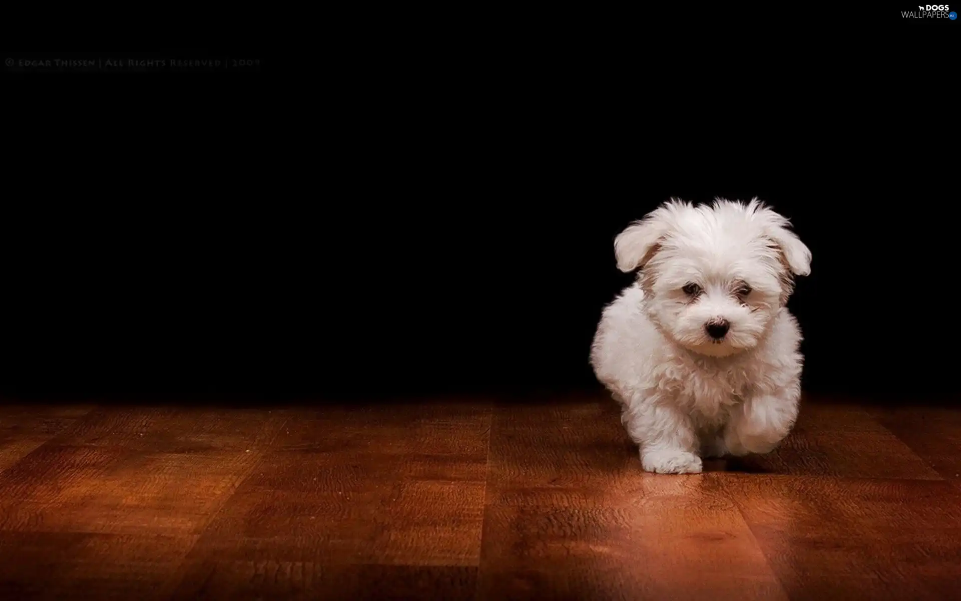 dog, floor, White