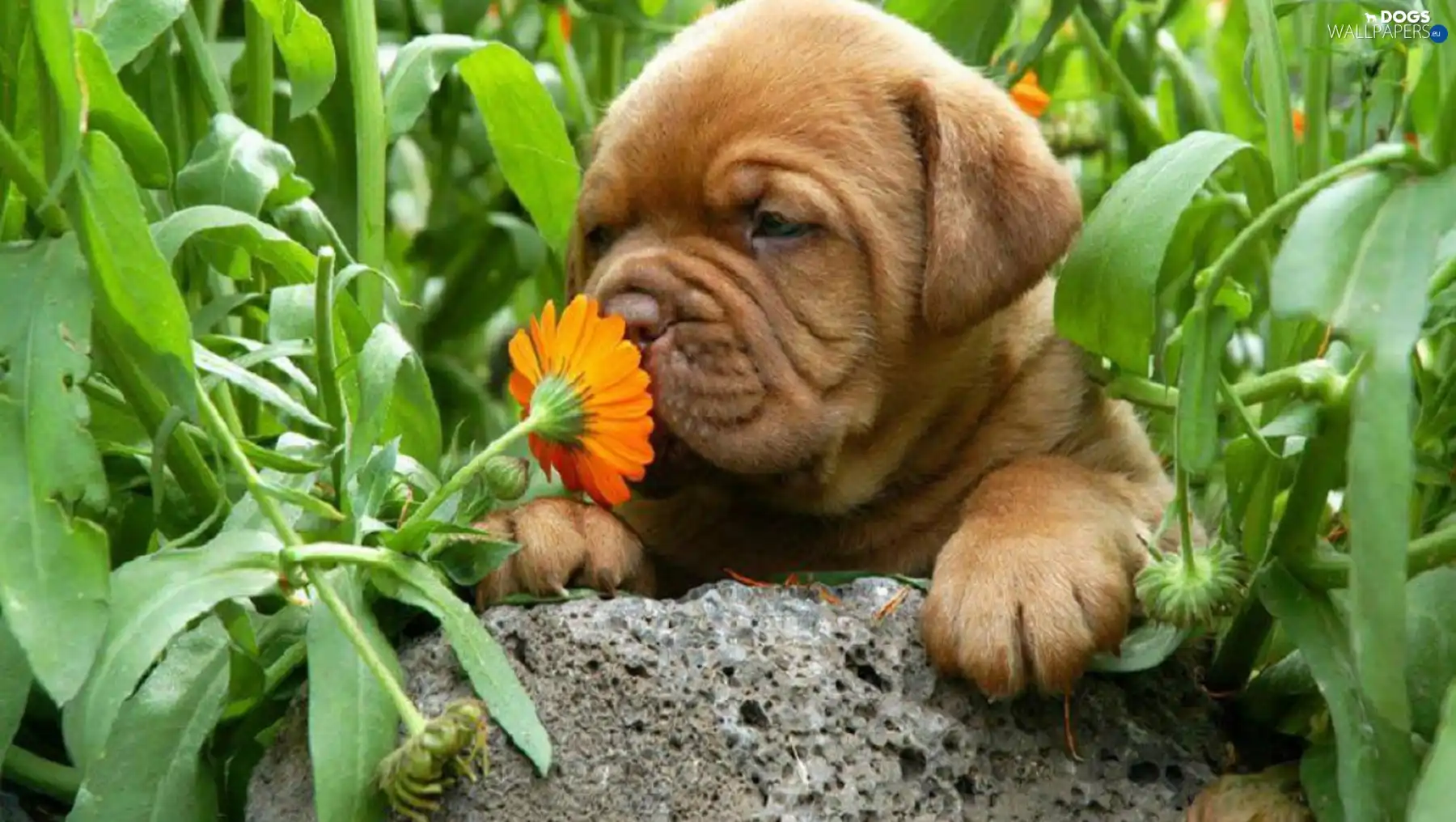 Flower, Puppy