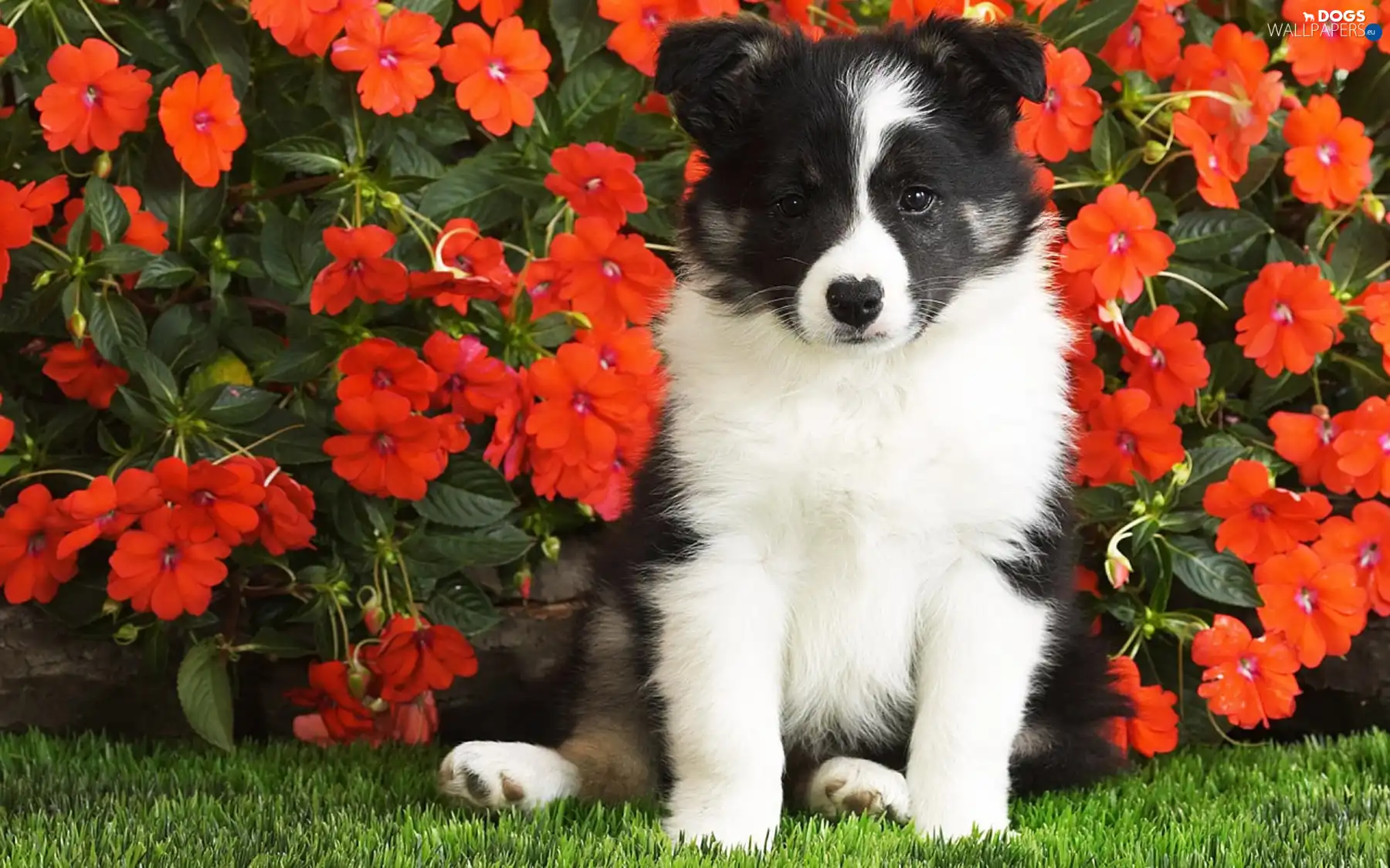 Flowers, Red, doggy, Border Collie