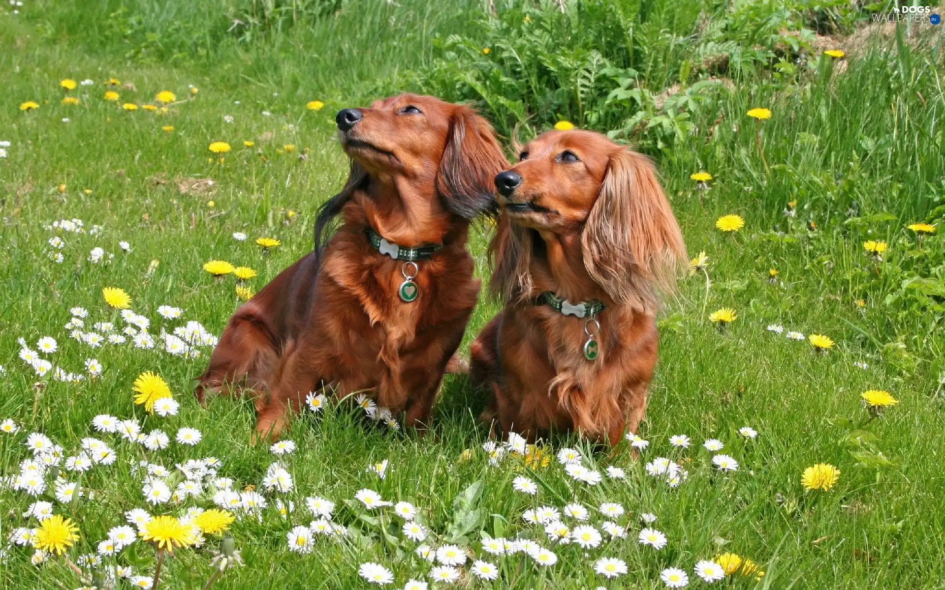 Flowers, grass, Two cars, dachshunds