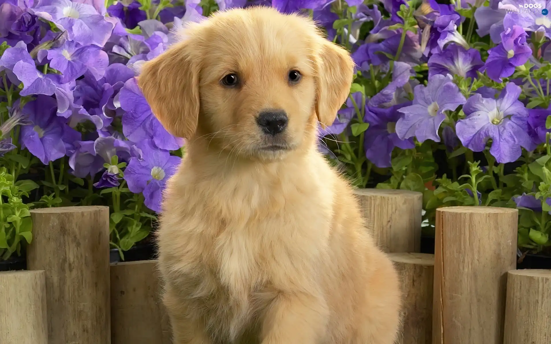 Puppy, Flowers, doggy