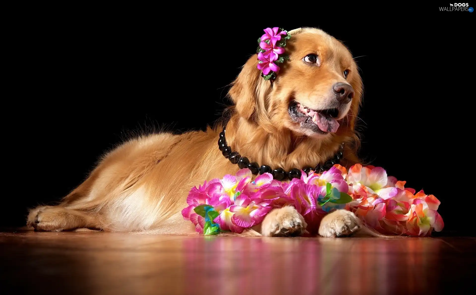 Flowers, Golden Retriever, doggy