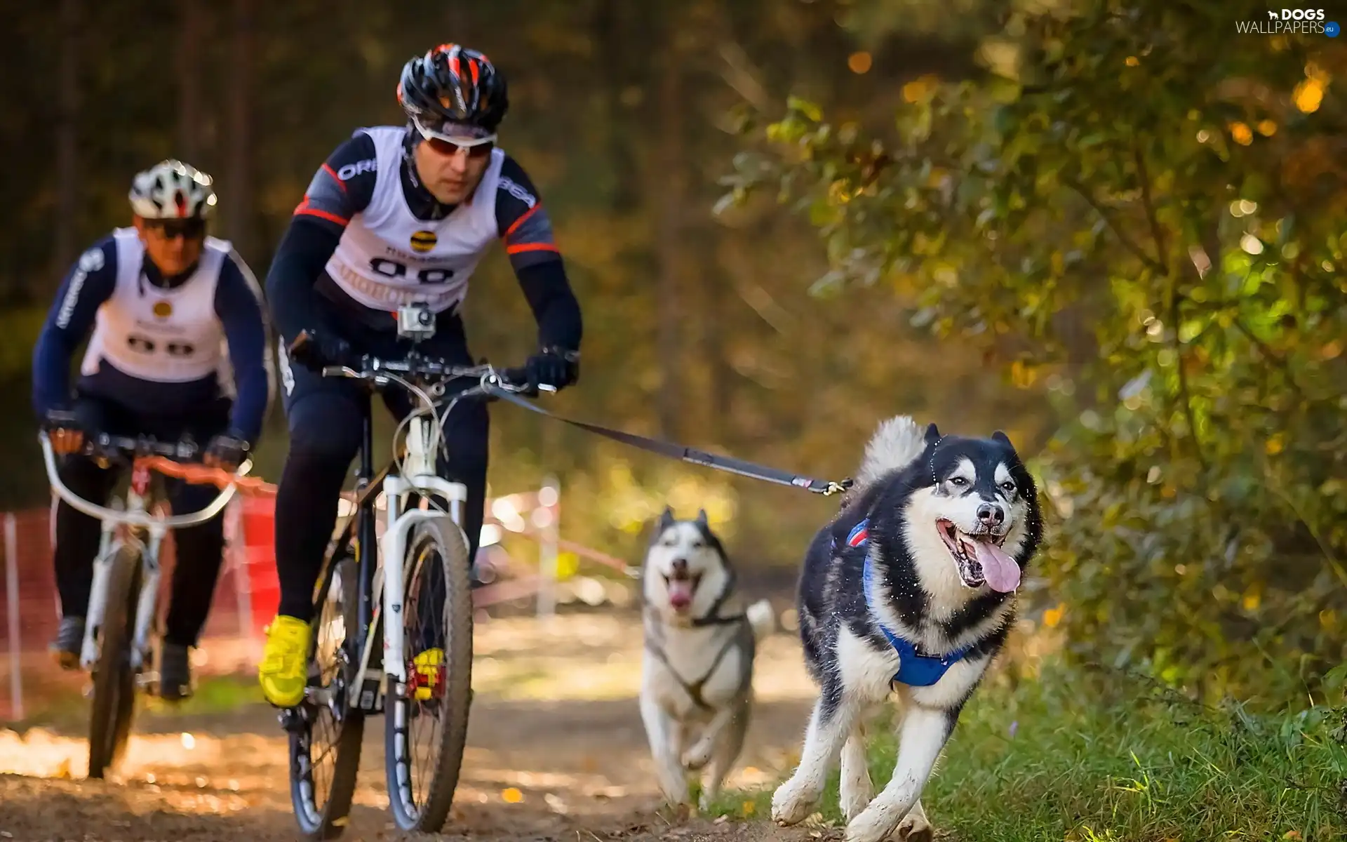forest, Husky, cyclists, Dogs