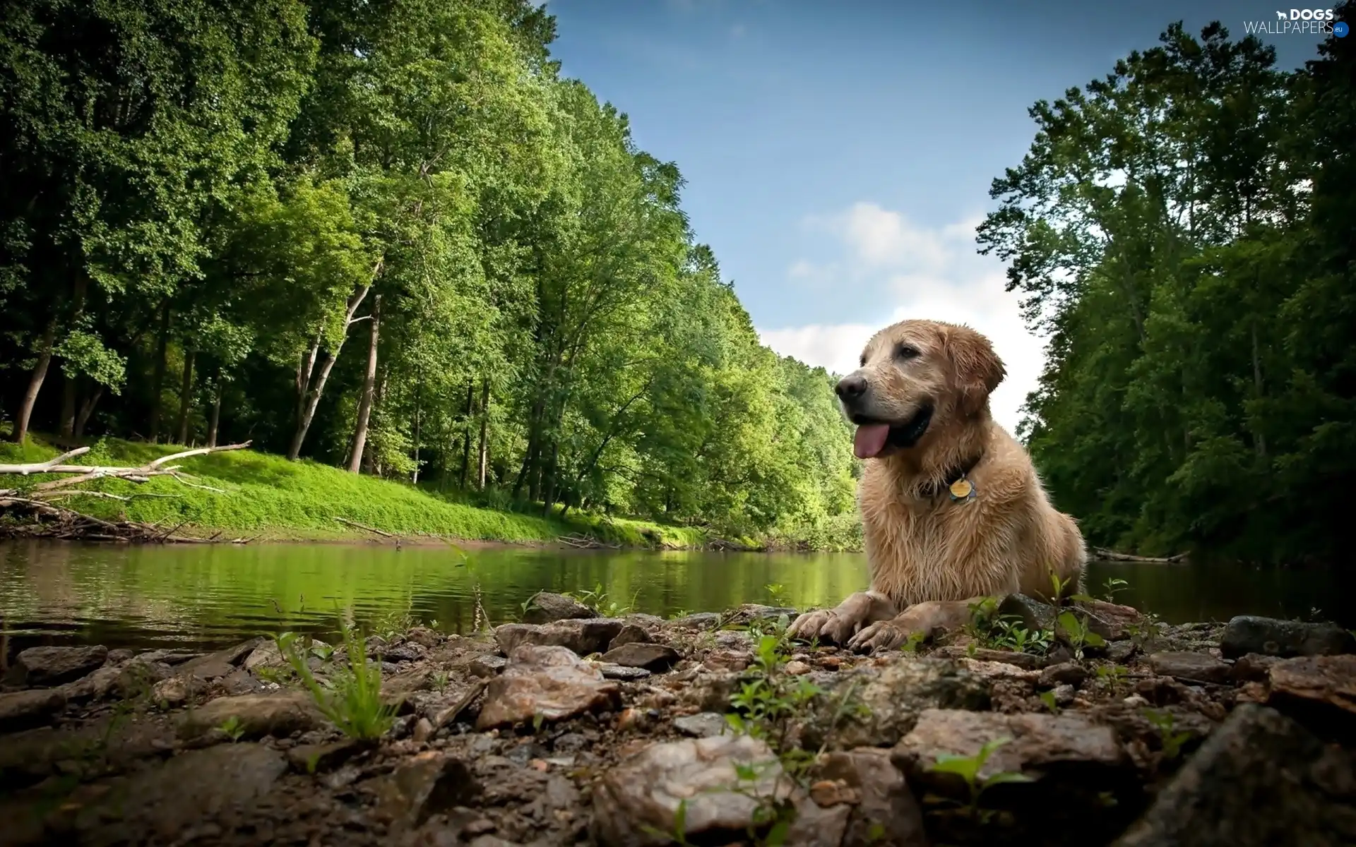 River, forest, dog