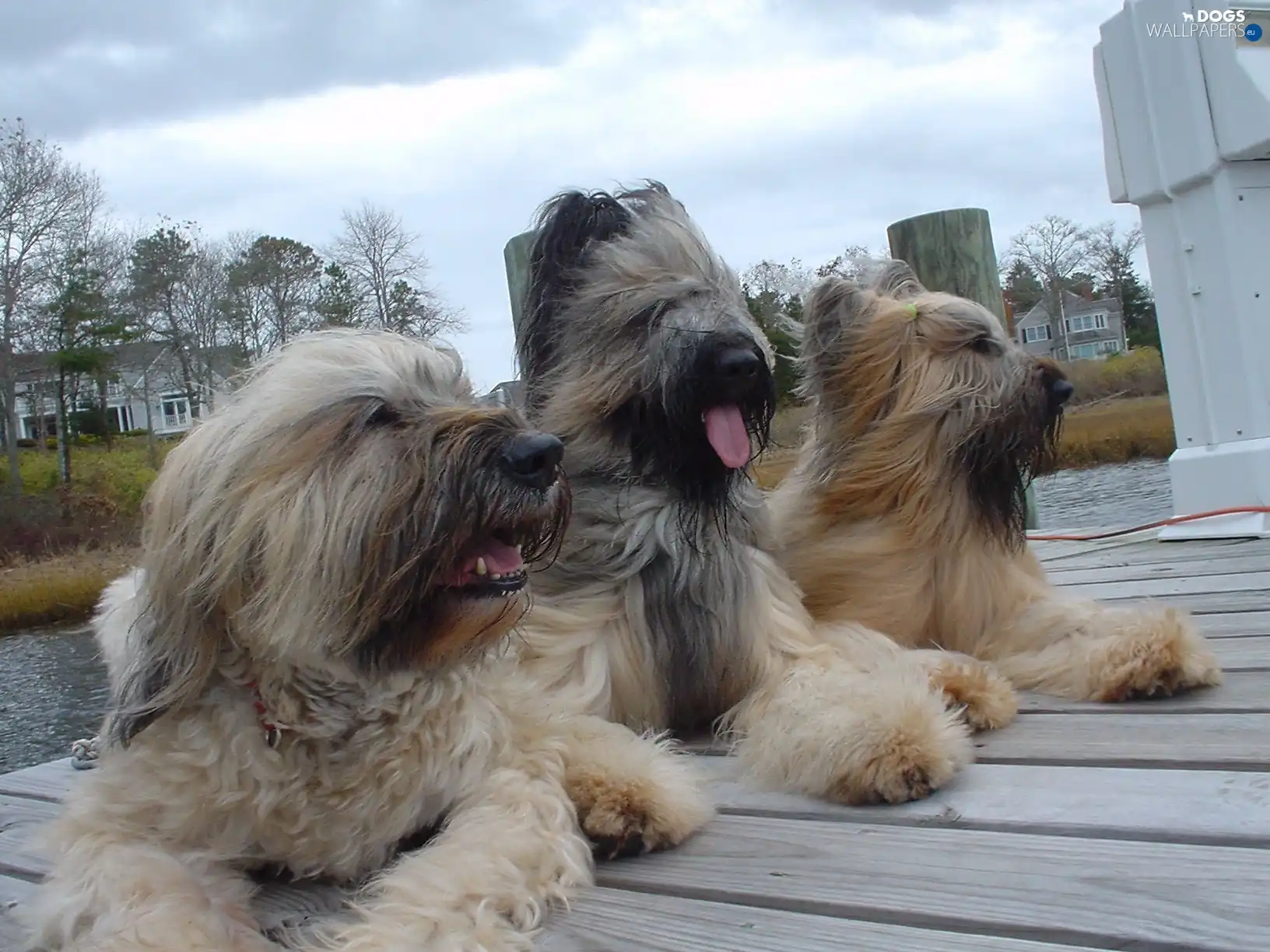 French Sheepdogs briards, pier, Three