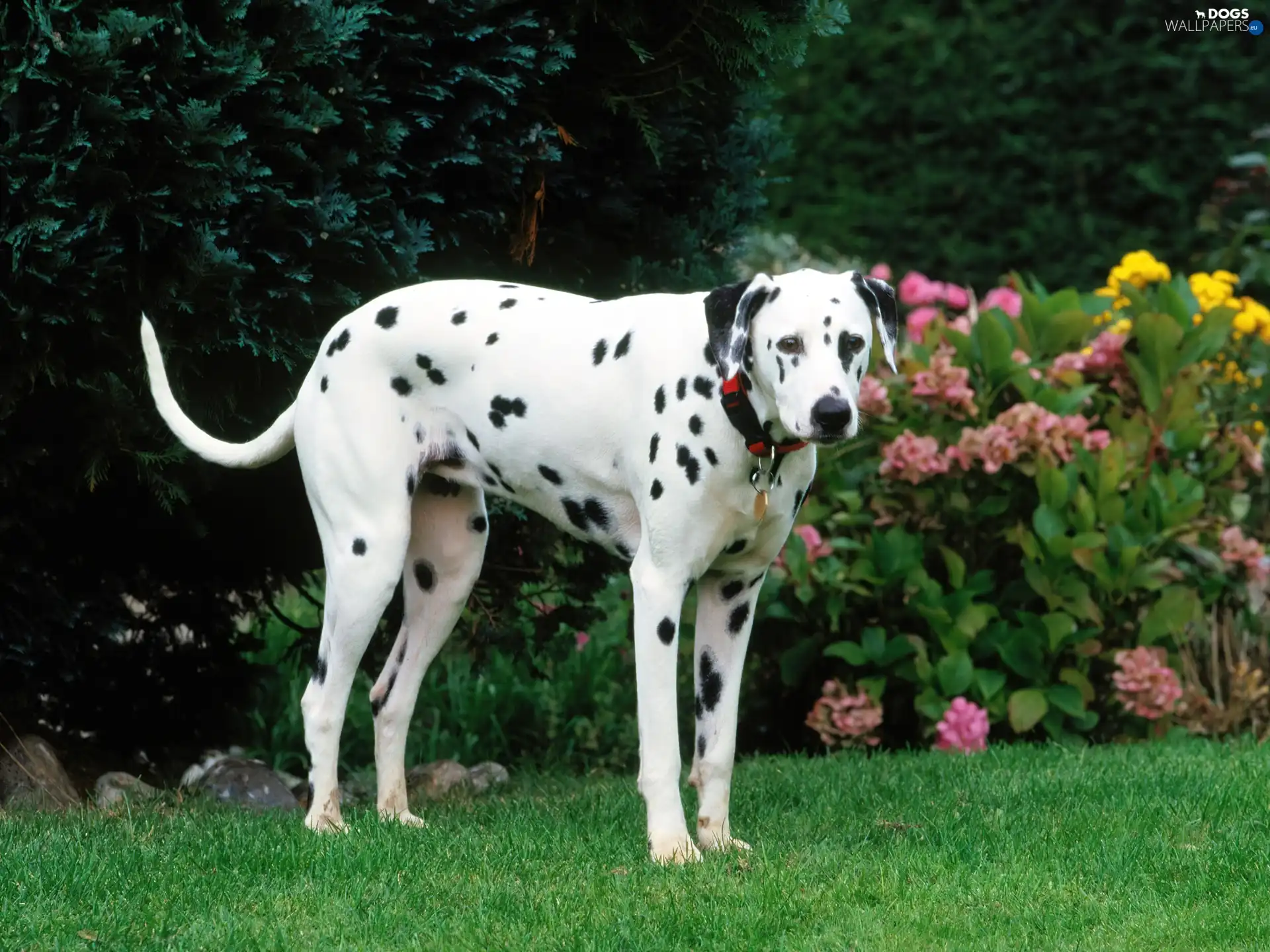 Garden, dog-collar, dog, sapling, Dalmatian