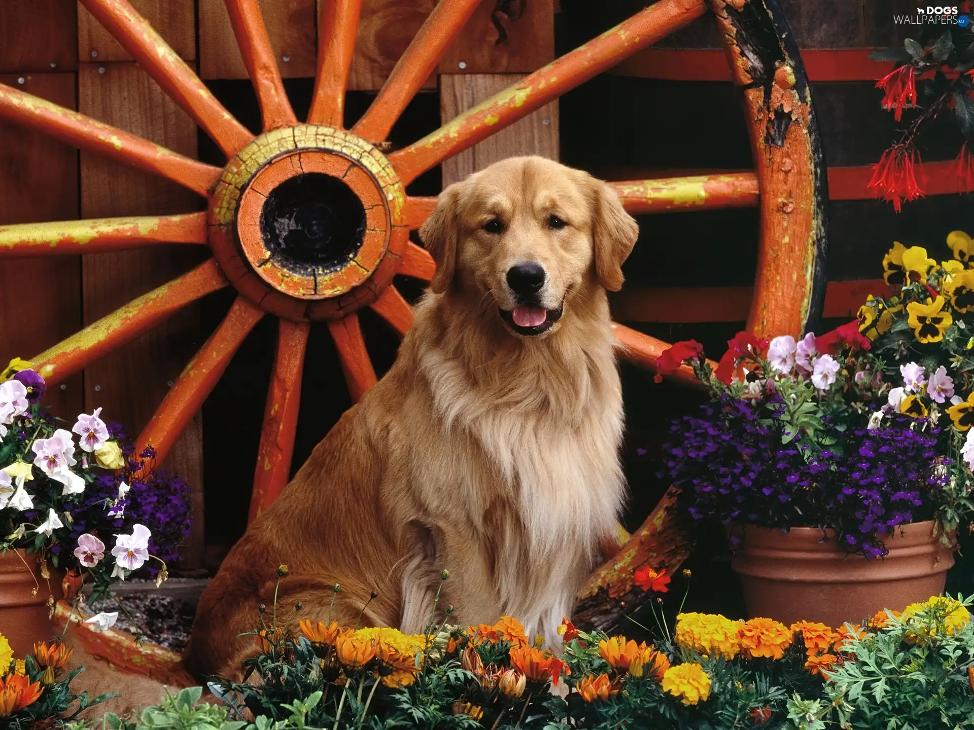 Golden Retriever, Flowers, dog, circle