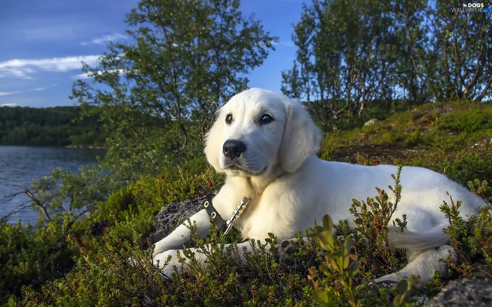 Golden Retriever, lake, dog