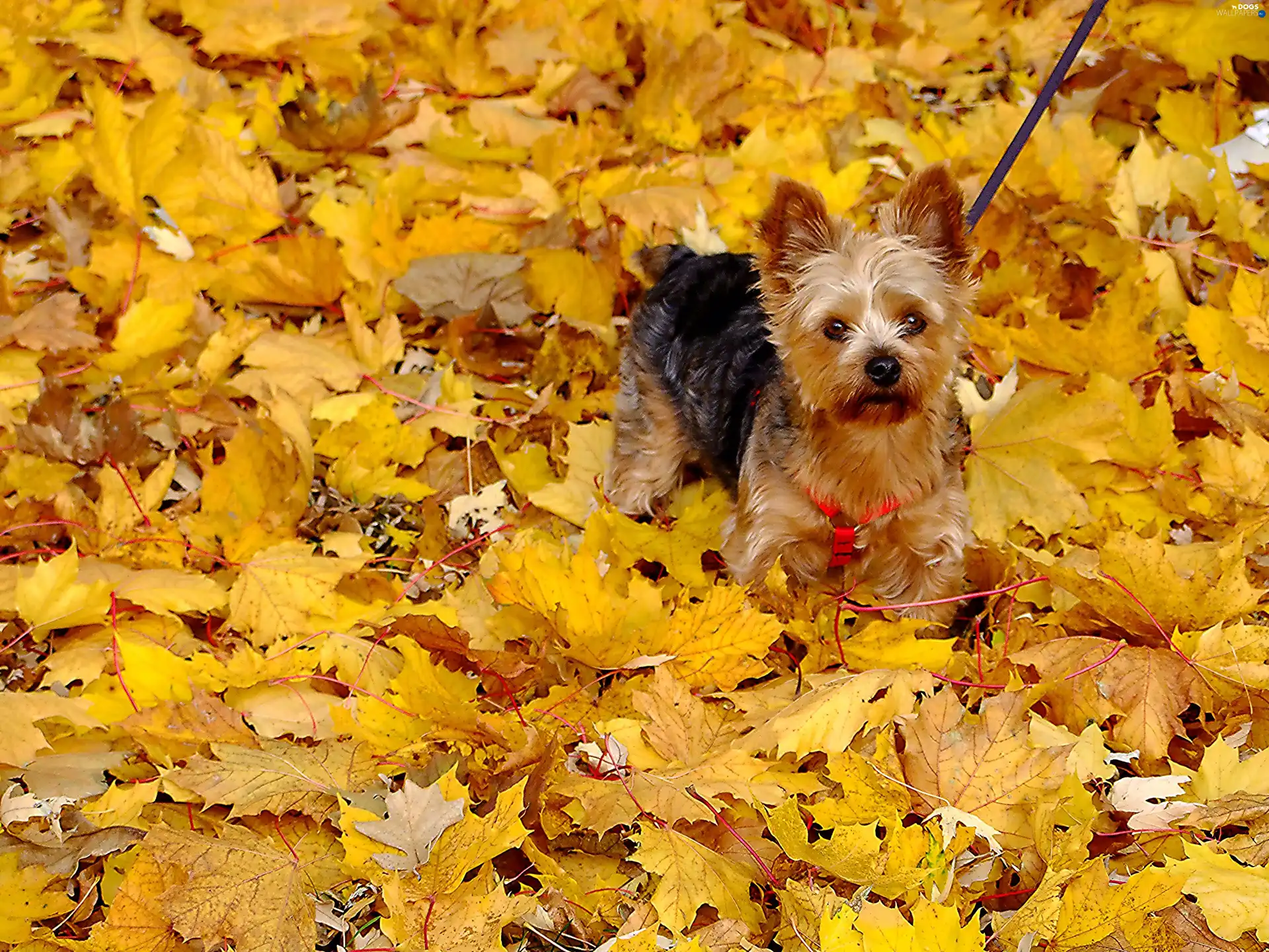 Graphic effects, autumn, York, Leaf