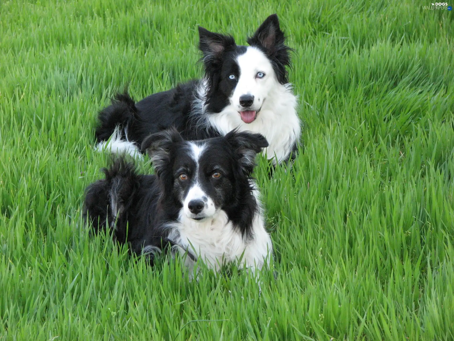 grass, Border Collie, Two cars, puppies