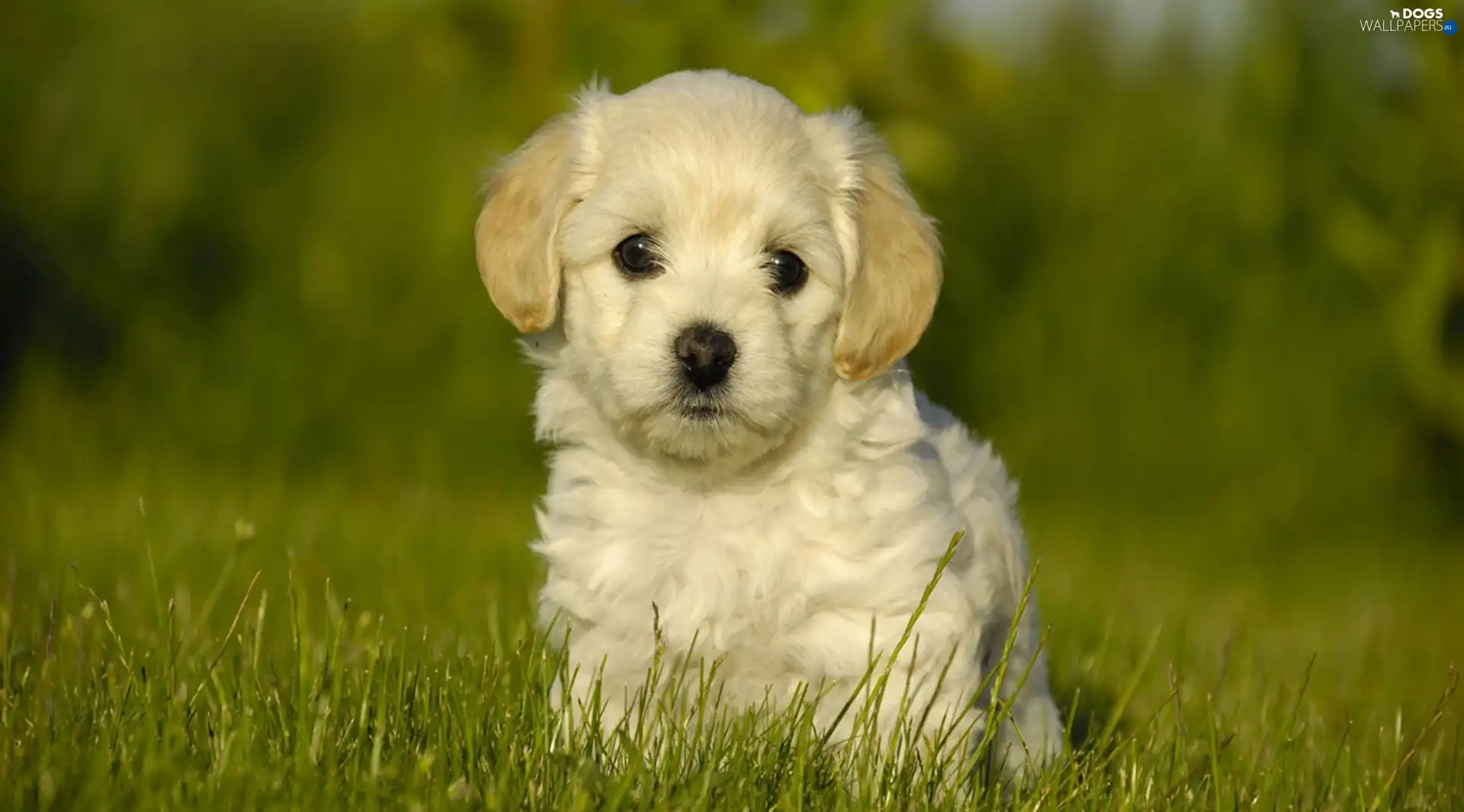 grass, Eyes, dog, Puppy