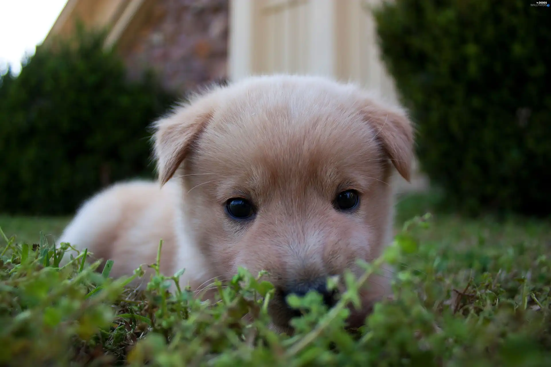grass, Puppy