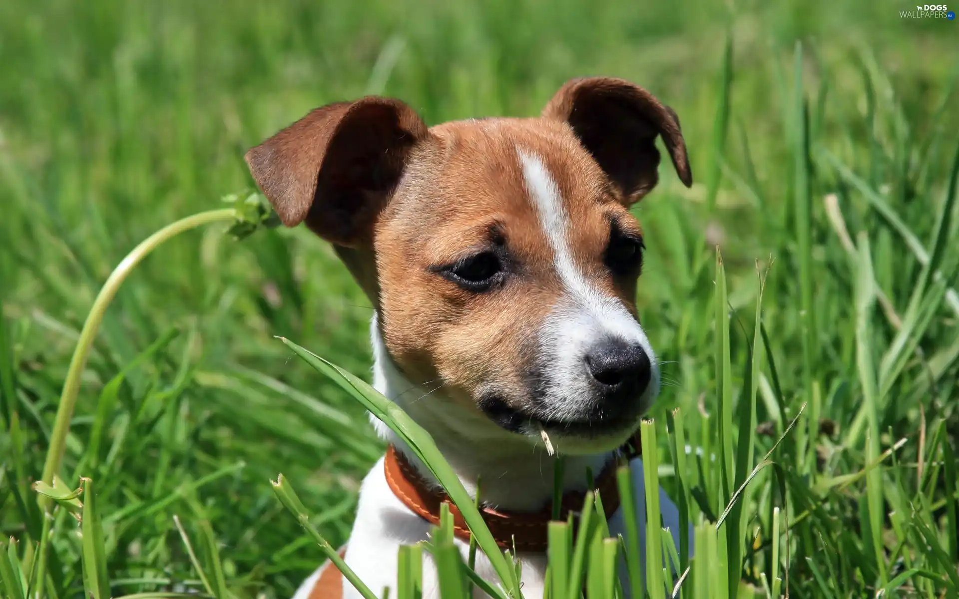 grass, Jack Russel Terrier