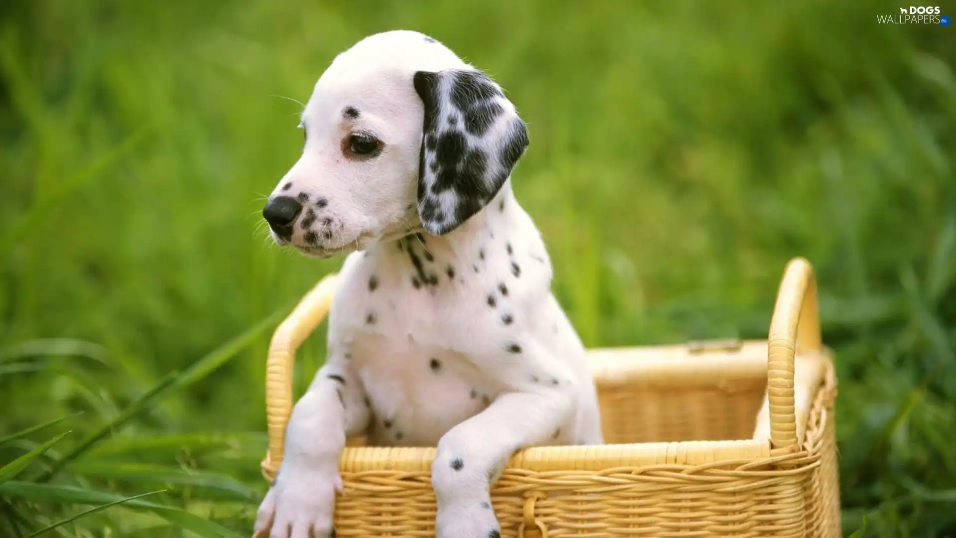 basket, green, Puppy