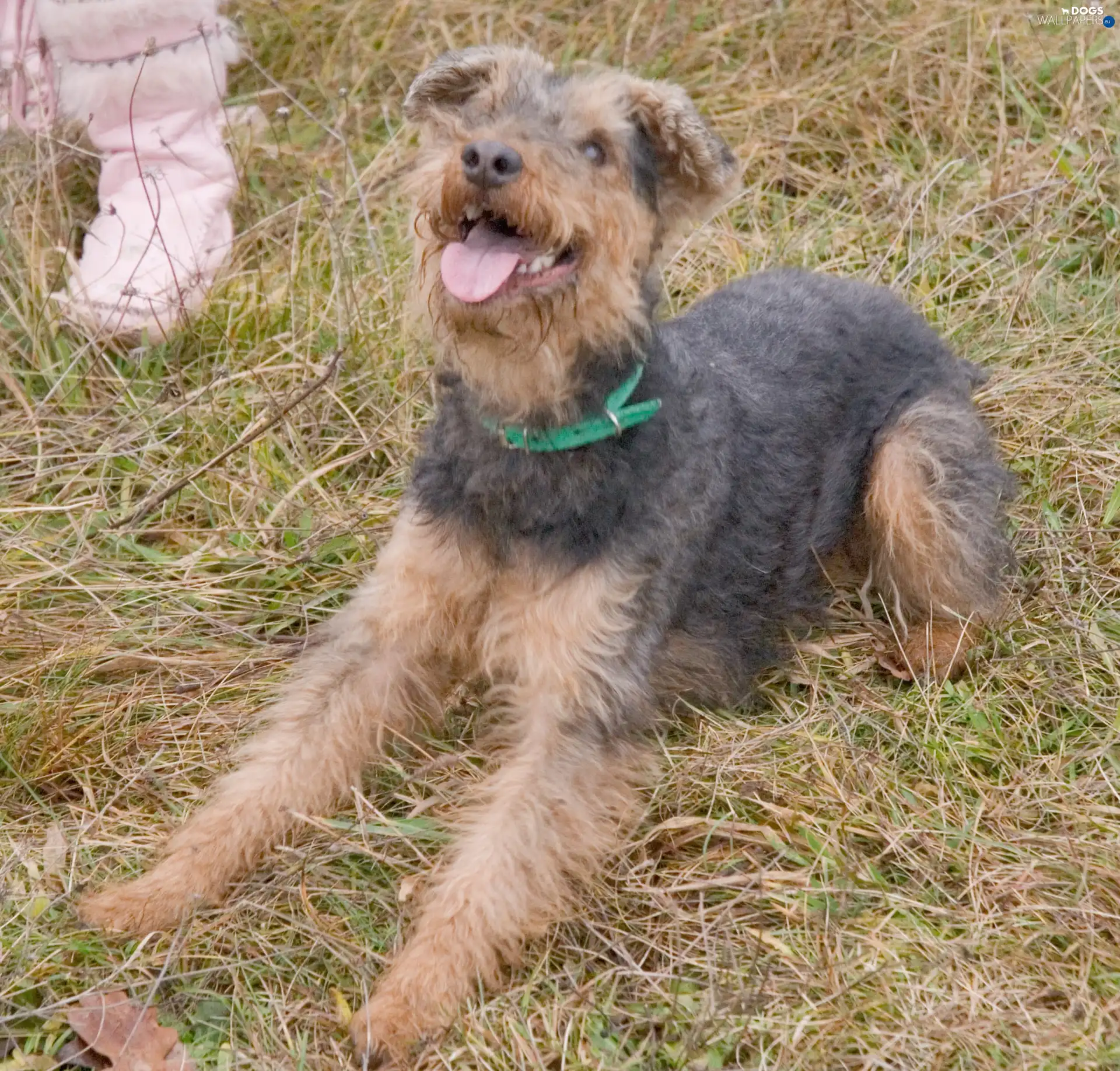 Green, dog-collar, Welsh Terrier